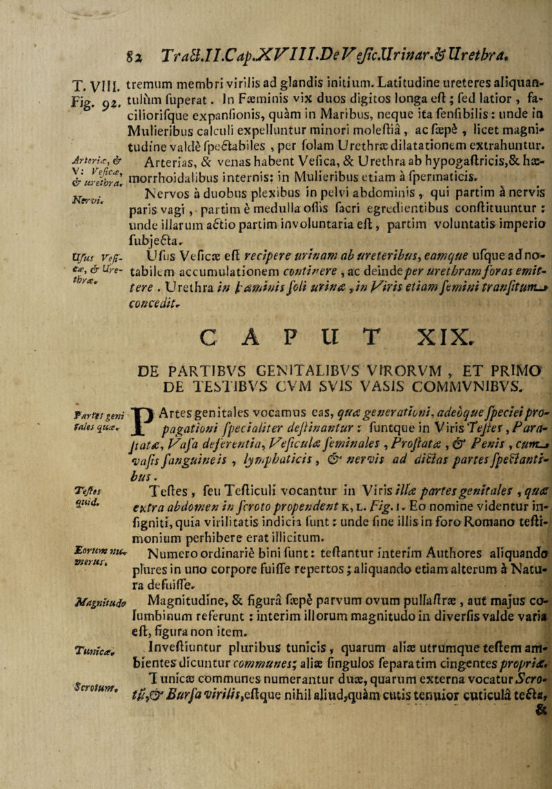 Fig. 92. Arteria:, & V: Vefica, & urethra, Nervi, U/us Veji- ca, c5* Ure¬ thra* $ 2 TraB.lI.Cap.XVIll.De V ejtc.Urinar.^ Urethra. tremum membri virilis ad glandis initium. Latitudine ureteres aliquan¬ tulum fuperat. In Faeminis vix duos digitos longa eft ; fed latior , fa- ciliorifque expanlionis, quam in Maribus, neque ita fenfibilis : unde in Mulieribus calculi expelluntur minori moleftia , ac faep£ , licet magni¬ tudine valde fpe£tabiles , per folam Urethrce dilatationem extrahuntur. Arterias, & venas habent Vefica, & Urethra ab hypoga(lricis,& hae- morrhoidalibus internis: in Mulieribus etiam a fpermaticis. Nervos a duobus plexibus in pelvi abdominis , qui partim h nervis paris vagi , partim e medulla oilis facri egredientibus conftituuntur; unde illarum aFtio partim involuntaria efl, partim voluntatis imperio fubje6tav Ufiis Veficae efl: reczpere urinam ab uret eribus** eamque ufque ad no¬ tabilem accumulationem conticere , ac dein deper urethram forat emit¬ tere . Urethra in tamivis foli urinae yin Viris etiam femini tranjitum. concedit. CAPUT XIX. DE PARTIBVS GEN1TALIBVS VtRORVM , ET PRIMO DE TESTIBVS CYM SV1S VASIS COMMVN1BVS. T arttt geni T} Artes genitales vocamus eas, queegenerationi, adebque fpecieipro- taies qua,- pagationi fpec i aliter definantur : funtque in Viris 'Tejier, Para- jiat&, Vafa deferentia, Ve ficula feminales , Profata , & Penis , cum-* vafis fanguineis , lymphaticis , & nervis ad ditias partes fpeftanti- bus. Te Jiet quid. Eorum mu merus. Tefles, feu Tefliculi vocantur in Viris illa partes genitales yqu<Z extra abdomen in Jcroto propendent k, l. Fig. 1 * Eo nomine videntur in- figniti,quia virilitatis indicia funt: unde fine illis in foro Romano tefti- monium perhibere erat illicitum. Numero ordinarii bini funt: teflantur interim Authores aliquando plures in uno corpore fuiffe repertos; aliquando etiam alterum h Natu¬ ra de fu i fle. Magnitudo Magnitudine, & figura faep5 parvum ovum puHaflrae , aut majus co^ lumbinum referunt: interim illorum magnitudo in diverfis valde varia efl:, figura non item. Tunica* Inveftiiintur pluribus tunicis , quarum aliae utrumque teftem am¬ bientes dicuntur communes; aliae fingulos feparatim cingentes propria Scrotum ^ uniC£B communes numerantur duae, quarum externa vocatur Sero- c? ctum, gurca<uirn'n>eHqUe nihil aliud?quim cutis tenuior cuticula te£hr*  -.. &