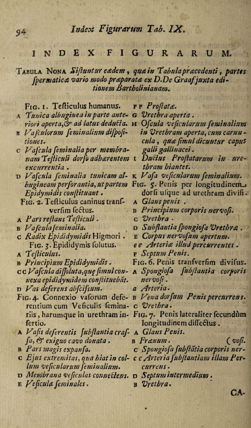 $4 index figurarum. Tabula Nona Sifluntur eadem r qua in Tabula pr ace denti, partis fpermatica vario modo praparata ex D.De Graaf juxta edi- tionem Bartholinianam* Fig. i. Tefticulus humanus. ff Proflata. A Tunica albuginea in parte ante- g Vretbra aperta . r/V/ apertadedu&a. h Ofcula veflcularum feminalium s Vafculorum feminalium difpofi- in Vretbram aperta, cum carun - tiones* cula, <7/^ //V///Z dicuntur caput c Vafcula feminaliaper membra- galli gallinacei. nam Tefliculi dorfo adbarentem 1 Duci ut Profatarum in ure- excurrentia . thram hiantes, D Vafcula feminalia tunicam al- k veflcularum feminalium, bugineamperforantia^ utpartem Fig. 5. Penis per iongitudineni-> Epidymidis conflituant. dorfi ufque ad urethram divifi. Fig. -2. Tefticulus caninus tranf- a Glans penis . verlim ferius. b Principium corporis nervofl. a Pars rejlans Tejliculi. c Vretbra * b Vafcula feminalia. d Sub flant i a fpongiofa Vretbra . C Radix Epididymidis Higmori . e Corpus nervofum apertum. Fig. g. Epididymis folutus. e e Arteria illud percurrentes . A Tefliculus. f Septum Penis. b Principium Epididymidis. Fig. 6. Penis tranfverfim divifus. cc Vafcula diffoluta,qu$ fimulcon- a Spongiofa fubjlantia corporis nexa epididymidem conjiituebdt. nervofl. d Vas deferens abfcifsum. a Arteria • Fig. 4. Connexio vaforum defe- b Vena dorfum Penis percurrens. rentium cum Veficulis femina- c Vretbra. riis, harumque in urethram in- Fig. 7. Penis lateraliter fecundhm fertio. longitudinem didemus. A Vafis deferentis fubjlantia crafl a Glans Penis. fa, & exiguo cavo donata. b Eranum. (vofl. b Pars magis expanfa. c Spongiofa fubjldtia corporis ner- c Ejus extremitas, qua hiat in coi- c c Arteria fubftantiam illam Per- lum veflcularum feminalium. currens. d Membrana ve ficulas connellens. d S eptum intermedium. e Vtficulaferninales. b Vretbra. CA-