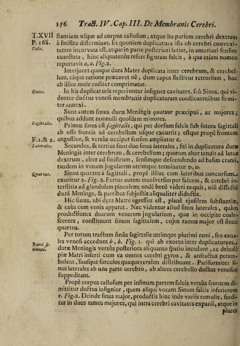 T.XV1I ftantiam ufque ad corpus callofum , atque ita partem cerebri dextram P. 168. a finiftra difterminat. Et quoniam duplicatura ifta ob cerebri convexi¬ tatem incurvata eft, atque in parte pofteriori latior, in anteriori feiifim coarctata , hinc aliquatenfts refert figuram falcis , a qua etiam nomen reportavit a, a. Fig*2. Interjacet quoque dura Mater duplicata inter cerebrum, & cerebel¬ lum, eaque ratione praecavet n£ , dum caput flectitur retrorfum , hoc ab illius mole rudi ter comprimatur. In his duplicaturis reperiuntur infignes cavitates, feu Sinus, qui vi¬ dentur dudus venoli membranis duplicaturam conftituentibus firmi¬ ter annexi. Sunt autem finus durse Meningis quatuor praecipui, ac majores; quibus addunt nonnulli quofdam minores. Primus fmns eft fa git talis, qui per dorfum falcis fub futura fagittali ab ofie frontis ad cerebellum ufque excurrit; eftque prope frontem F.I.& 2. anguftior, & versus occiput fenfim ampliatur c. Laterales. Secundus, & tertius funtduo finus laterales , fiti in duplicatura durae Meningis inter cerebrum , & cerebellum; quorum alter tendit ad latus dextrum , alter ad finiftrum , fenfimque defcendendo ad bafim cranii, tandem in venam jugularem utrimque terminatur d, d. Quartus, Sinus quartus a fagittali, prope illius cum lateribus concurfuni-» exoritur e. Fig. 2. Fertur autem tranfverfim per falcem, & cerebri in- terftitia ad glandulam pinealem: und£ ben& videri nequit, nifi dififeda dura Meninge, & partibus fubje&is aliqualiter didudis. H ic finus, ubi dura Matre egrefius eft, pian£ ejufdem fubftantire, & usus cum venis apparet. Nec videntur aliud finus laterales , quam produ&iones duarum venarum jugularium, qme in occipite coale- lcentes, conftituunt finum fagittalem, cujus ramns major eft finus quartus. Per totum tra&um finus fagittalis utrimque plurimi rami, feu eana- n les venofi accedunt b , b, Fig. 1. qui ab exortu inter duplicaturam^» nwm! durae Meningis vershs pofteriora aliquanto fpatio incedunt, ac deinde pise Matri inferti cum ea omnes cerebri gyros , & anfra£hi$ peram¬ bulant , fuofque furculosquaquaversiim diftribuunt. Pariformiter fi¬ nus laterales ab una parte cerebro, ab altera cerebello du£tiis venofos fuppeditant. Prop£ corpus callofum per infimam partem falcis vershs frontem di¬ mittitur du&us infignior , quem aliqui vocant Sinum falcis inferiorem f. Fig*2. Deinde finus major, produFtis hinc inde variis ramulis, findi¬ tur in duos ramos majores, qui intra cerebri cavitates expanfi, atque in Falx. Sinus, Sagittalis,