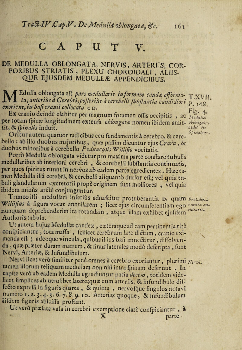 TraBJV,Capjf * De Meduild oblongata^ &c* CAPUT V. i6i DE MEDULLA OBLONGATA, NERVIS, ARTERIIS, COR¬ PORIBUS STRIATIS , PLEXU CHOROIDALI , ALIIS¬ QUE EJUSDEM MEDULUE APPENDICIBUS. M Edulia oblongata cft pars medullaris in formam cauda effer nt a- rr v'yjf ta, anterius h Cerebri$pojlerius a cerebelli fubjlantia candidiori o , - n' * exortens, in bafi cranii collocata c d. P 1 °® ‘ Ex cranio deinde elabitur per magnum foramen offis occipitis , ac per totam fpinae longitudinem extenfk oblongata nomen ibidem amit- oblongata* tit, & [pinalis induit, ^dit ia Oritur autem cjuatuor radicibus ceu fundamentis a cerebro, & cere¬ bello : ab illo duobus majoribus , qute paffim dicuntur ejus Cruda , & duobus minoribus a cerebello Pedunculis Willifio vocitatis. Porrb Medulla oblongata videtur pro maxima parte conflare tubulis1 medullaribus ab interiori cerebri , & cerebelli lubllantia continuatis, per quos fpiritus ruunt in nervos ab eadem parte egredientes . Haec ta¬ men Medulla illa cerebri, & cerebelli aliquantb durior ell; vel quia tu¬ buli glandularum excretorii prop£ originem funt molliores , vel quia ibidem minus ar&£ conjunguntur. Trunco illi medullari inferias adnafeitur protuberantia d. quam Protube-- Willijius & figura vocat annullarem ; licet ejus circumferentiam ego rantiaan- nunquam deprehenderim ita rotundam , atque illam exhibet ejufdcm vu!aris' Authoris tabula. Ut autem hujus Medullas caudex , casteraquead cam pertinentia rite confpiciantur , tota maffa , fcilicet cerebrum iatc diftum , cranio exi¬ menda efl ; adeoque vincula, quibus illius bafi anne£litur, diflblven- da , quas praster duram matrem , & linus laterales modo deferipta , funt Nervi, Arteria, & Infundibulum. Nervi licet vero limil ter pene omnes a cerebro exoriantur, plurimi tamen illorum reliquam medullam non nifi intra {pinam deferunt . In capite verb ab eadem Medulla egrediuntur paria decem , totidem vide¬ licet limplices ab utrolibet latere;quae cum arteriis, & infundibulo dif¬ ferto expreffi in figuris quarta , & quinta , nervofque lingulos notavi numero i. 2. g.4. 5. 6. 7. 8 9.1 o. Arterias quoque, & infundibulum iifdem figuris abfcifla proflant. Ut vero praefata vafa in cerebri exemptione clare confpiciantur , a X parte \ Nervi,