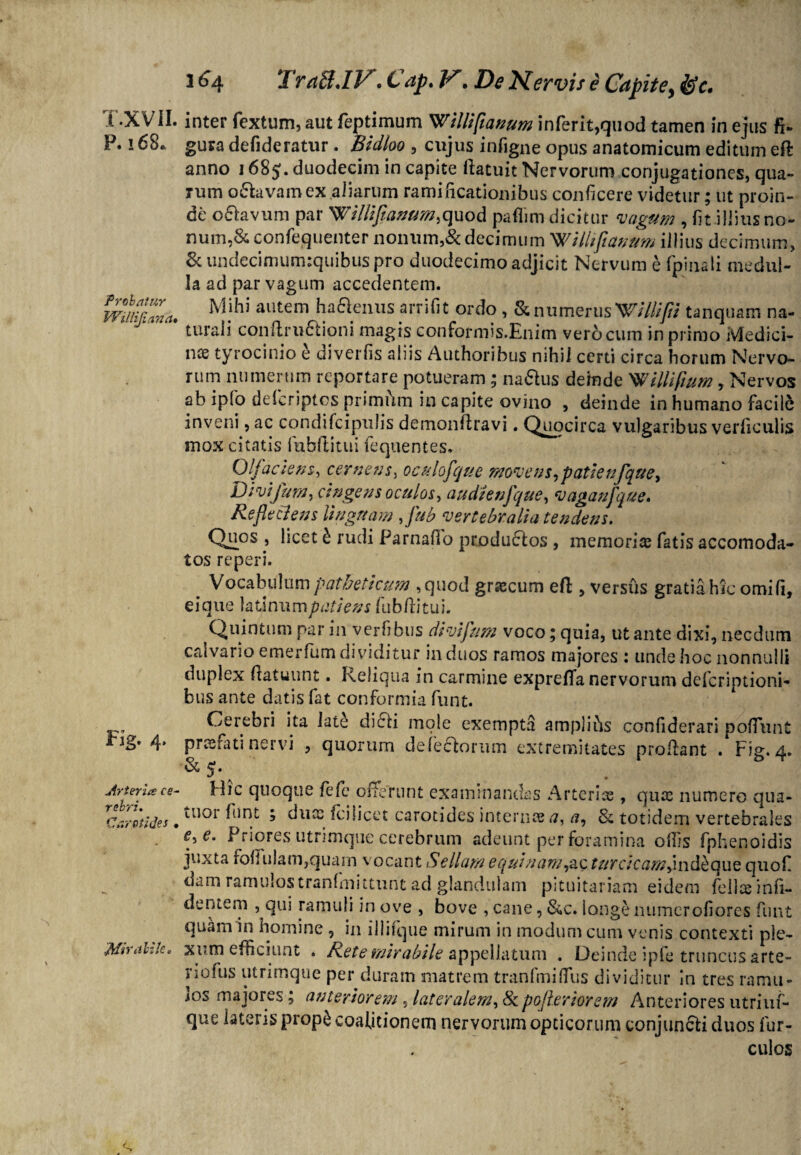 P. > 68. Prcbsttur Willifirnct• Fig. 4, Arteria ce¬ rebri. Carotides • ■Mirabile, 164 TraBJV. Cap. • Z)^ Nervis e Capite, inter fextum, aut feptimum 'Williflanum inferit,quod tamen in ejus fi* gura defideratur. Bidloo , cujus infigne opus anatomicum editum eft anno 1685. duodecim in capite itatuit Nervorum conjugationes, qua¬ rum o&avamex aiiarum ramificationibus conficere videtur; ut proin¬ de o£lavum par 'Williflanum,quod pafhm dicitur vagum , fit .illius no¬ num,& confequenter nonum,& decimum WllUfianum illius decimum, 8c undecimum:quibus pro duodecimo adjicit Nervum e fpinali medul¬ la ad par vagum accedentem. Mihi autem ha aenus a rr i fit ordo , & numerus W/////K tanquam na¬ turali condru 61 io ni magis conformis.Enim verocum in primo Medici- nse tyrocinio e diverfis aliis Authoribus nihil certi circa horum Nervo¬ rum numerum reportare potueram ; nafius deinde Willifium, Nervos ab ipfo defcriptosprimtlm in capite ovino , deinde in humano facite inveni, ac condifcipulis demonilravi. Quocirca vulgaribus vehiculis mox citatis fubllitui fequentes. Olfaciens, cernens, oculofque movens, patienfque. Divi Jura, cingens oculos, audienfque, vaganfque. Reflectens Unguam ,Jub vertebralia tendens. Quos , licet b rudi Parnafio produ6los , memoriae fatis accomoda- tos reperi. e Vocabulum patheticum ,quod grascum efi , versus gratia hic omifi, eique latinumpatiens fub/litui. Quintum par in verfibus divifum voco; quia, ut ante dixi, necdum caivario emerfum dividitur in duos ramos majores : unde hoc nonnulli duplex fiatuunt. Reliqua in carmine exprefifa nervorum deferiptioni- bus ante datis fat conformia funt. Cerebri ita lat6 di6Pi mole exempta amplihs confiderari poliunt praefati nervi , quorum defeclorum extremitates prodant . Fig. 4. Hic quoque fele offerunt examinandas Arterias, quas numero qua- tuoi funt ; duos ici licet carotides interna a, a, & totidem vertebrales e, e. Priores utrimque cerebrum adeunt per foramina odis fphenoidis juxta foliulam,quam vocant Sellam equinam,ac turcicamjndbquQ quof dam ramulostranhnittunt ad glandulam pituitariam eidem felice infi¬ de n te m , qui ramuli in ove , bove , cane, &c. longe numerofiores funt quam in homine , in illifque mirum in modum cum venis contexti ple¬ xum efficiunt . Rete mirabile appellatum . Deinde ipfe truncus arte- ri°fus utrimque per duram matrem tranfmiflus dividitur In tres ramu- sos majores; anteriorem, lateralem, 8c pojlerlorem Anteriores utriuf- que lateris prop£ coaljtionem nervorum opticorum conjungi duos iur- culos