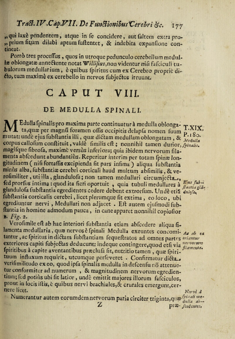 „ qui laxe pendentem, atque in fe concidere, aut (altem extra pro- „ prium (itum dilabi aptum fuftentet, & indebita expanfione con¬ tineat. Porr6 tres proceflus, quos in utroque pedunculo cerebellum medul¬ la: oblongatas anneflente notat WV7///for,non videntur nili fafciculi tu¬ bulorum medullarium, e quibus fpiritus cum ex Cerebro proprie di- 61o, tum maxime ex cerebello in nervos fubje£los irruunt. CAPUT VIII. , i DE MEDULLA SPINALI. M Edulia (pinalis pro maxima parte continuaturi medullaobionga- v vrv ta,quae per magnu foramen oflis occipitis delapfa nomen fuum i mutat: unde ejus fubftantia illi, qua; di&am medullam oblongatam , & corpus callofum conditui t, vald& fimiliseft; nonnihil tamen durior, f/inaii* magifque fibrofa, maxime vershs inferiora; quia ibidem nervorum fila¬ menta abfcedunt abundantius. Reperitur interim per totam fpinse lon¬ gitudinem (nififortaflisexcipienda fit pars infima) aliqua fubftantia minhs alba, fubftantia; cerebri corticali haud multum abfimilis, & ve- rofimiliter , uti illa, glandulofa; non tamen medullari circumjefta-*, fied prorfus intima : quod ita fieri oportuit , quia tubuli medullares h glandulofa fubftantia egredientes cedere debent extrorfum. Und£ etiS duiofa ** fubftantia corticalis cerebri, licet plerumque fit extima , eo loco, ubi egrediuntur nervi , Medullari non adjacet . Eft autem ejufmodi fub¬ ftantia in homine admodum pauca, in cane apparet nonnihil copiofior b. Fig. 2. Verofimile eft ab hac interiori fubftantia etiam abfcedere aliqua fi¬ lamenta medullaria, quas nervos & fpinali Medulla exeuntes concomi- Au ah e4 tantur , ac fpiritus in dielam fubftantiam fequeftratos ad omnes partes oriuntur exteriores capiti fubje&as deducunt: indeque contingere,quod etfi via Ti^ms^tu fpiritibus a capite aventantibus pr^clufa fit, nutritio tamen , qua; fpiri- ^ ammtet' tuum influxum requirit, utcumque perfeveret . Confirmatur di6la_» verifimilitudo ex eo, quod ipfa fpinalis medulla in defcenfu no attenue¬ tur conformiter ad numerum , & magnitudinem nervorum egredien- tium; fed potius ubi fit latior, unde emittit majores illorum fafciculos, prout in locis illis, e quibus nervi brachiales,& crurales emergunt,cer¬ nere licet. Nervi d Numerantur autem eorumdemnervorum paria circiter t r ig i n t a, q uas ^ / 2* pi 03- /cedentes*