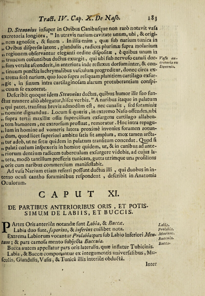 D. Stertonius mfuper in Ovibus Canibufque non raro notavit vafa excretoria longiora, ” In utravis narium cavitate unum, ubi, & origi* ,, nem agnofcit, & finem • In illis enim , quae fub narium tunica in „ Ovibus difperfae latent, glandulis , radices plurima; fupra molarium „ regionem obfervantur eleganti ordine difpofitae , b quibus unum in „ truncum coeuntibus dufttis exurgit, qui ubi fub nervofo canali dor- Vafd ex* „ fum versiis afcenderit,in anteriora inde reflexus dorfiim inter, & con- 3, tinuum punflis lachrymalibus va(culum progreditur, donec circa ex- „ trema fer& narium, quo loco lupra reliquam planitiem cartilago exlur- „git , in linum intra cartilaginofam alarum protuberantiam confpi- „ cuum fe exonerat. Defcribit quoque idem Steuouius duffcus, quibus humor ille luo fun- 61 us munere aiibablegatur,hifce verbis.55 A naribus itaque in palatum „ qui patet, tranfltus brevis admodum eff, nec canalis , fed foraminis ,, nomine dignandus» Locum fl quaeris , in extremo Nafo offendes,ubi ,, fupra tertii maxillae offis fupercilium exfurgens cartilago aliaben* „ tem humorem , ne extrorfum profluat, remoratur.Hoc intra repagu¬ lum in homine ad vomeris latera proximi invenies foramen rotun- „ dum, quod licet fuperiori ambitu fatis fit amplum, mox tamen ar£hi- „ tur ade6,utne fetae quidem in palatum tranfitum concedat. Quod fi „ palati ccelum intexeris in homine quidem, ut, & in canibus ad ante- „ riorum dentium radicem tuberculum exfurgere videbis, ad cujus !a« „ tera, modb tantillum prefferis tunicam, gutta utrimque una profiliens „oris cum naribus commercium manifeftabit. Ad vafa Narium etiam referri poffunt du&us illi , qui duobus in in¬ terno oculi cantho foraminibus refpondent , defcribit inAnatomia Oculorum. CAPUT XI. DE PARTIBUS ANTERIORIBUS ORIS , ET POTIS¬ SIMUM DE LABIIS, ET BUCCIS. P Artes Oris anterius notanda; funt Labia, 8c Eucaz. Labui* Labia duo funt, fuperius, & inferius cuilibet nota. proiabia. Extrema Labiorum vocantur Prolabiaip^rs fub Labio inferiori Men- tum; & pars carnofa mento fubje&a Buccula. Bucca. Bucca autem appellatur pars oris lateralis, quae inflatur Tubicinis. Labia, & Buccae componuntur ex integumentis univerfalibus > Mu- fculis, Glandulis, Vafis, & Tunica illis interius obducta. Inter