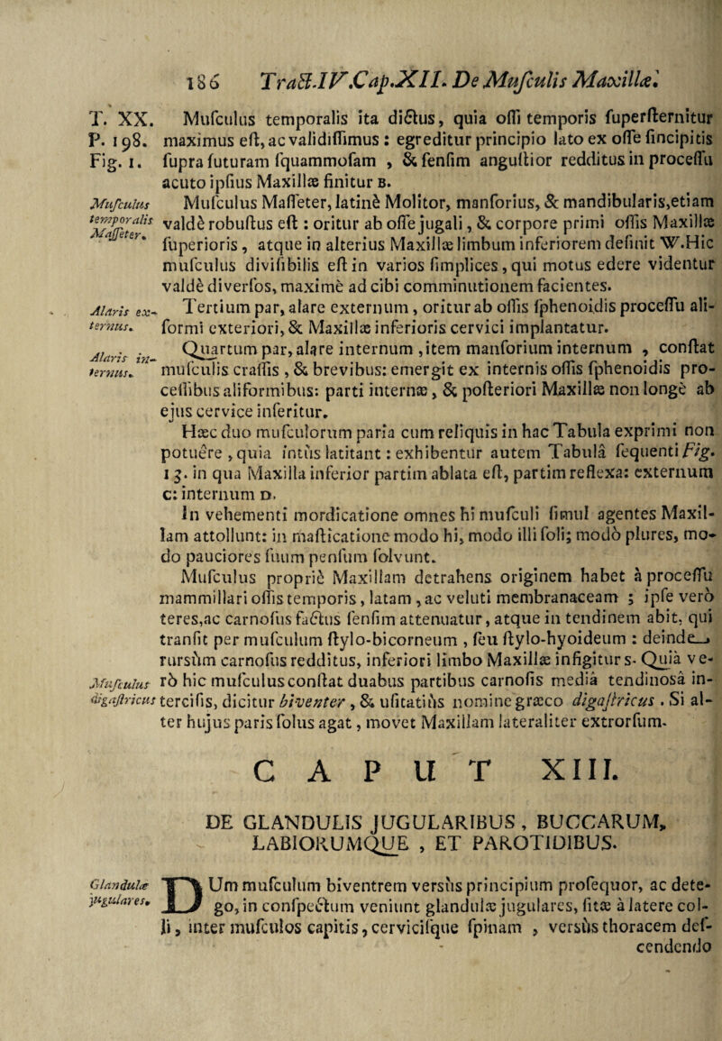 P. 198. Fig. I. Mufculus temporali* MaJJeter• Alaris ex* ternus. Alaris in¬ ternus* Mufculus- digajlricut 186 TraEtlV.Cap.XIl* De Mufculis Maxillcel maximus efi,ac validiffimus : egreditur principio lato ex oflfe (incipitis fupra futuram fquammofam , &fenfim angufiior redditus in proceflfu acuto ipfius Maxillae finitur b. Mufculus Mafleter, latin£ Molitor, manfonus,& mandibularis,etiam vald& robufius efl: oritur ab ofie jugali, & corpore primi olfis Maxillae fuperioris , atque in alterius Maxillae limbum inferiorem definit W.Hic mufculus divifibiiis eftin varios fimplices,qui motus edere videntur valde diverfos, maxime ad cibi comminationem facientes. Tertium par, alare externum, oritur ab olfis lphenoidis procefiu ali- formi exteriori, & Maxillae inferioris cervici implantatur. Quartum par, alare internum ,item manforium internum , confiat mufculis craffis , & brevibus: emergit ex internis olfis fphenoidis pro- cellibus aliformibus*. parti internae, & pofteriori Maxillae non longe ab ejus cervice inferitur. Haec duo mufcuiorum paria cum reliquis in hac Tabula exprimi non potuere,quia intus latitant: exhibentur autem Tabula fequenti/vg. 13. in qua Maxilla inferior partim ablata efi, partim reflexa: externum c: internum d. In vehementi mordicatione omnes hi mufculi fimul agentes Maxil¬ lam attollunt: in mafticatione modo hi, modo illifoli; modo plures, mo~ do pauciores futim penium folvunt. Mufculus proprii Maxillam detrahens originem habet aprocefiu mammillari olfis temporis, latam , ac veluti membranaceam ; ipfe vero teres,ac carnofus fa6lus fenfim attenuatur, atque in tendinem abit, qui tranfit per mufculum ftylo-bicorneum , (eu fiylo-hyoideum : deinde_> rursfim carnofus redditus, inferiori limbo Maxillae infigitur s* Quia v e- rb hic mufculus confiat duabus partibus carnofis media tendinosa in- tercifis, dicitur biventer, & ufitatius nomine grseco digajiricus . Si al¬ ter hujus paris folus agat, movet Maxillam lateraliter extrorfum- GAP U T XIII. DE GLANDULIS JUGULARIBU5 , BUCCARUM,. LABIORUMQUE , ET PAROTIDIBUS- Glandula? TP\ Um mufculum biventrem versiis principium profequor, ac dete- juguiares. j j gQ? jn confpe&um veniunt glandulae jugulares, litae a latere col¬ li , inter mufruios capitis 7 cervicifque fpinam , versbs thoracem def- cendendo