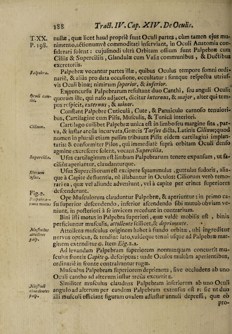 T-XX. P. !C)8. palpebra. Oculi can¬ thi* Cilium. Supercilia* Illorum ufus. FUo O * Palpebra— pura motus Mu/culus attollens palp. fJufculi claudentes palp* i S 8 TraB. IV. Cap. XIV. De Oculis. nullae , quae licet haud proprii funt Oculi partes, cfcm tamen ejus mu- nimcnto,a&iomimv£ commoditati inferviant, in Oculi Anatomia con- fiderari folent: cujufmodi ultra Orbitam oflium funt Palpebrae cum Ciliis & Superciliis , Glandulae cum Vafis communibus , & Du&ibus excretoriis. Palpebrae vocantur partes illae, quibus Oculus tempore fomni ordi* narie, & alias pro data occafione, occultatur : funtque refpe£tu utriuf- vis Oculi binae; nimirum fuperior, & inferior. . _ 4 E^toncurfu Palpebrarum refultant duo Canthi, feu anguli Oculi: quorum ille, qui nalo adjacet, dicitur internus, & major, alter qui tem¬ pus refpicit, externus, & minor. Condant Palpebre Cuticula, Cute, 8c Panniculo carnofo tenuiori- bus, Cartilagine cum Pilis, Mufculis, & Tunica interiori. Cartilago cuilibet Palpebrae unica ed in limbo feu margine fita , par¬ va, & indar arcus incurvata,Graecis 'Tarfus di (Sia, Latinis Cilium*, quod nomen in plurali etiam pafiim tribuunt Pilis eidem cartilagini implan¬ tatis: & conformiter Pilos, qui immediate fupra orbitam Oculi denfo agmine excrdcere folent, vocant Supercilia. Ufus cartilaginum ed limbum Palpebrarum tenere expanfum , ut fa¬ cilius aperiantur, claudanturque. Ufus Superciliorum ed excipere fquammulas ,guttulas fudoris, alia¬ que a Capite defluentia, ne illabantur in Oculos: Ciliorum verb remo¬ rari ea , quae vel aliunde adveniunt, vel a capite per crines fuperiores de/cenderunt. Ope Mufculorum clauduntur Palpebra, & aperiuntur: in primo ca- fu fuperior defeendendo, inferior afeendendo (ibi mutuo obviam ve¬ niunt, in pofleriori h fe invicem recedunt in contrarium. Bini idi motus in Palpebra fuperiori, quae valde mobilis ed , binis perficiuntur mufculis, attollente fcilicet,& deprimente. Attollens mufculus originem habet a fundo orbitre , ubi ingreditur nervus opticus, & tendine lato,valdeque tenui ufque ad Palpebrae mar¬ ginem extenditur g. Item Etg-2.a. Ad levandam Palpebram fuperiorem nonnunquam concurrit rnu- fculus frontis Capite9. deferiptus: unde Oculos muitdm aperientibus, ordinarie in fronte contrahuntur rugae. Mufculus Palpebram fuperiorem deprimens , five occludens ab uno Oculi cantho ad alterum indar arcus excurrit e. Similiter mufculus claudens Palpebram inferiorem ab uno Oculi angulo ad alterum per eandem Palpebram extenfus ed f: fic iitduo illi mufculi efficiant figuram ovalem adindar annuli depredi, quae eo pro-