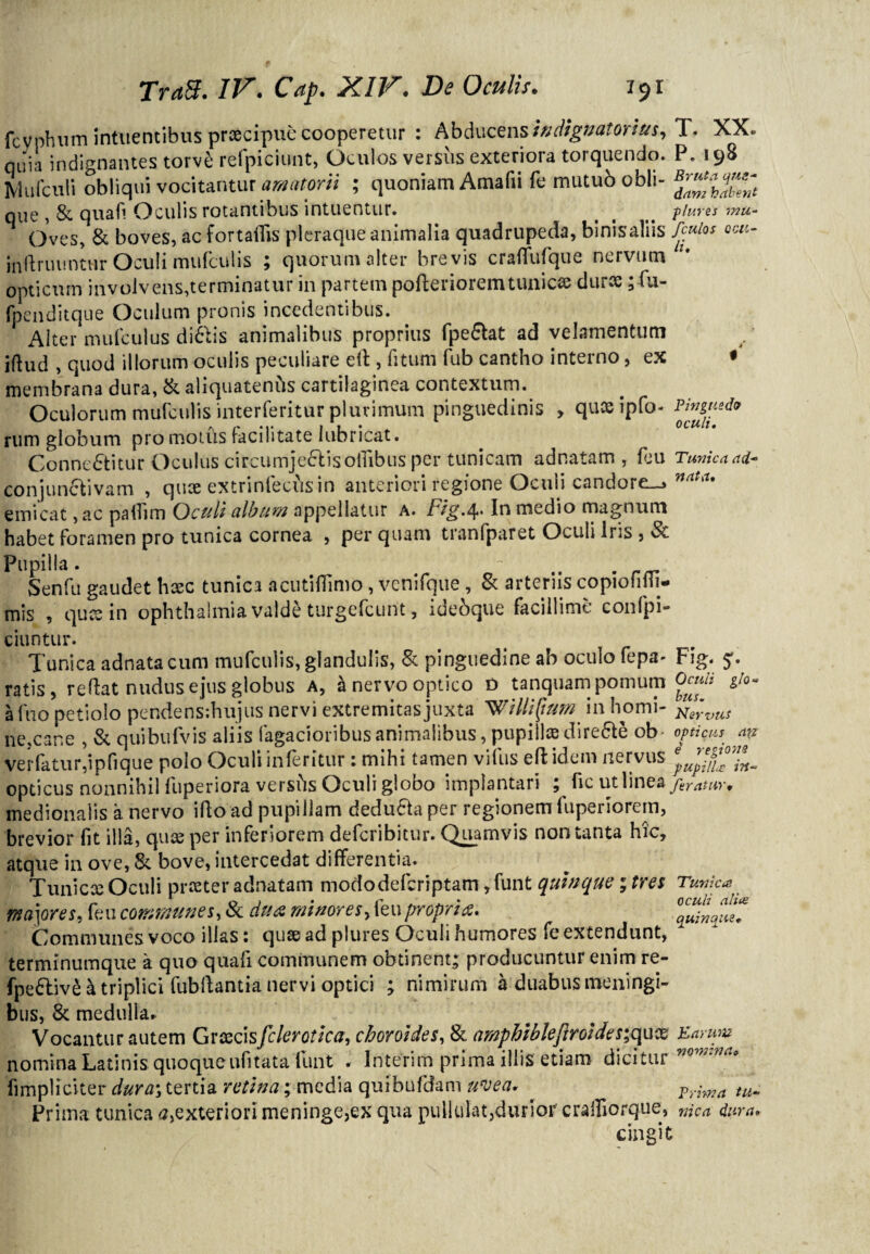 fcyphum intuentibus prscipuc cooperetur : Abducens it; dignat c/aus, T. XX. quia indignantes torve refpiciunt, Oculos versus exteriora torquendo. P. 198 Mulculi obliqui vocitantur amatorii ; quoniam Amafii fe mutub obii- que , & qua fi Oculis rotantibus intuentur. plures mu- Oves, & boves, ac fortailis pleraque animalia quadrupeda, binisaliis Jculos qch- in finiuntur Oculi mufculis ; quorum alter brevis craffufque nervum opticum involvens,terminatur in partem pofterioremtunicae durte; fu- fpenditque Oculum pronis incedentibus. Alter mufculus di&is animalibus proprius fpe&at ad velamentum iftud , quod iliorum oculis peculiare elt, fi tum fub cantho interno, ex • membrana dura, & aliquatenus cartilaginea contextum. Oculorum mufculis interferitur plurimum pinguedinis > qux ipfo- pJ”Jged9 rum globum pro motus facilitate lubricat. Conne&itur Oculus circumjecTisoiTibus per tunicam adnatam , ficu Tunica ad- conjunclivam , quae extrinfecus in anteriori regione Oculi candore-* naUu emicat ,ac paihm Oculi album appellatur a. 4* In medio magnum habet foramen pro tunica cornea , per quam tranfparet Oculi Iris , Sc Pupilla. t, . Senfu gaudet haec tunica acutiflimo, venifque, & arteriis copiofifh- mis , qucsin ophthalmia valde turgefcunt, ideoque facillime confpi- ciuntur. Tunica adnatacum mufculis, glandulis, & pinguedine ab oculo fepa- Fig. 5*. ratis, reflat nudus ejus globus a, 4 nervo ojatico o tanquam pomum Oculi gio~ a fuo petiolo pendens:hujus nervi extremitas juxta 'Willifam. in horni- Nervus ne,cane , & quibufvis aliis fagacioribus animalibus, pupillae dire&e ob- opticus av verfaturdpfique polo Oculi inferitur : mihi tamen vifus eft idem nervus opticus nonnihil fuperiora vershs Oculi globo implantari , fic ut linea feratur* medionalis a nervo iftoad pupillam deducta per regionem luperiorem, brevior fit illa, quae per inferiorem defcribitur. Quamvis non tanta hic, atque in ove, Sc bove, intercedat differentia. Tunicae Oculi praeter adnatam mododefcriptam, funt quinque; tres Tunica mjores, feu communes, & dux minores, feupropria. Communes voco illas: quse ad plures Oculi humores fe extendunt, terminumque a quo quafi communem obtinent; producuntur enim re- fpe&ivH triplici fubflantia nervi optici ; nimirum 4 duabus meningi- bus, & medulla. Vocantur autem Graecisfclerotica, choroides, & amphiblejiroide s;qux Earum nomina Latinis quoqueufitata funt * Interim prima illis etiam dicitur m fimpliciter dura; tertia retina; media quibufdam uve a. . Pyima tu_ Prima tunica a,exteriori meninge,ex qua pullulat,durior crafliorque, nica durat c inpifi