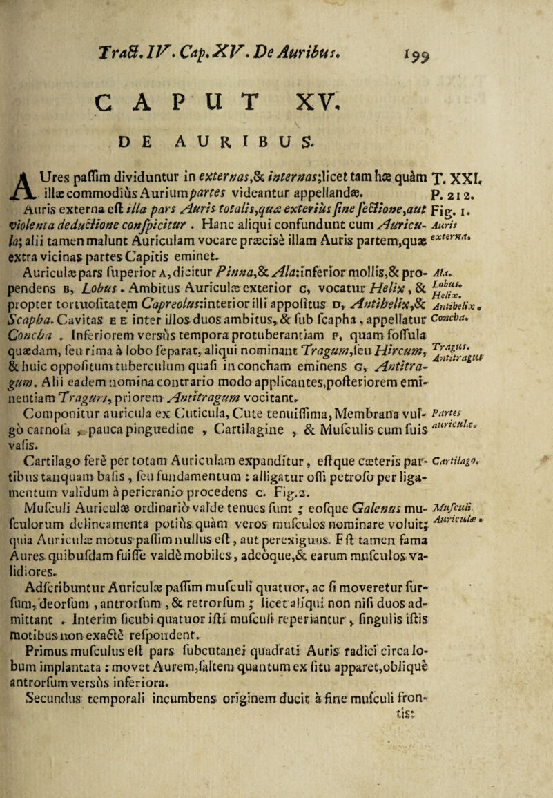 CAPUT XV. v DE AURIBUS. AUres paflitn dividuntur in externas jk internas;Y\cet tam htequ^m ilke commodius Aurium/>tfrft?r videantur appellandae. Auris externa eft tlla pars Auris totalis>qu£ exterius fine fetiione^aut violenta deductione confpicitur . Hanc aliqui confundunt cum Auricu- la; alii tamen malunt Auriculam vocare praecise illam Auris partem,quae extra vicinas partes Capitis eminet. Auriculas pars fuperior a, dicitur Pinna&Ala:inferior mollis,& pro¬ pendens b, Lobus + Ambitus Auriculce exterior c, vocatur Helix, & propter tomiofitatem Capr eo lus:\i\ltuoc \\\i appofitus d, Antihelix jk Scapha. Cavitas e e inter illos duos ambitus* & fub fcapha * appellatur Concha , Inferiorem versus tempora protuberantiam p, quamfolfula quaedam, feu rima a lobo feparat, aliqui nominant Uragum,feu Hircum, & huic oppofitum tuberculum quali in concham eminens G, Antitra¬ gum. Alii eadem nomina contrario modo applicantes,pofteriorem emi¬ nentiam ‘Tragum, priorem Antitragum vocitant» Componitur auricula ex Cuticula, Cute tenuiflima, Membrana vul¬ go carnofa , pauca pinguedine y Cartilagine , & Mufculis cum fuis valis. Cartilago fer& per totam Auriculam expanditur, eftque caeteris par¬ tibus tanquam balis , feu fundamentum : alligatur offi petrofo per liga¬ mentum validum a pericranio procedens c. Fig.2. Mufculi Auriculae ordinarii valde tenues funt ; eofque Galenus mu- fculorum delineamenta potifis quam veros mufculos nominare voluit; quia Auriculae motus paflim nullus eft, aut perexiguus, E ft tamen fama Aures qui bufdam fui (Te valdemobiles, adeoque,& earum mufculos va¬ lidiores» Adfcribuntur Auricuhe paflim mufculi quatuor, ac fi moveretur fur- fum, deorfum , antrorfum , & retrorfum ; licet aliqui non nifi duos ad¬ mittant » Interim ficubi quatuor ifti mufculi reperiantur > fingulis iftis motibus non exa&e refpoudent. Primus mufcultis eft pars fubcutanei quadrati Auris radici circa lo¬ bum implantata : movet Aurem,faltem quantum ex fi tu apparet,oblique antrorfum versfts inferiora. Secundus temporali incumbens originem ducit a fine mufculi fron¬ tis;. T. XXL P. 2 I 2. Fig. i. Auris extern*f» Ala, Lobus, Helix. Antihelix , Concha• Tragus. Antitragus Partes auricula. Cartilago. Mufculi Auricula »