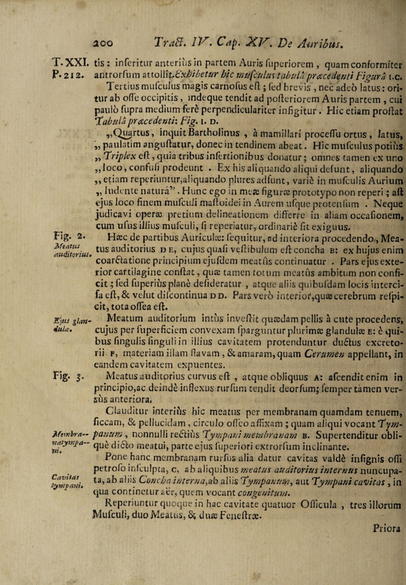 T. XXI. tis : inferitur anterius in partem Auris fuperiorem , quamconfcrmiter P. 212. antrorfum attolli%£xfcibetur hic mufculus tabula praecedenti Figura uc. Tertius mufculus magis carnofus efl; fed brevis , nec adeo latus: ori* 93 33 33 tur ab ofle occipitis , mdeque tendit ad pofleriorem Auris partem , cui paulo fupra medium fere perpendiculariter infigitur. Hic etiam proflat Habui a praecedenti: Fig. i. d. ,, Quartus, inquit Bartholinus , a mamillari procefTu ortus , latus, paulatim anguflatur, donec in tendinem abeat. Hic mufculus potilis Triplex efl, quia tribus infertionibus donatur; omnes tamen ex uno loco, confufi prodeunt . Ex his aliquando aliqui defunt, aliquando 3» etiam reperiuntur,aliquando pluresadfunt, vari£ in mufculis Aurium ,, ludente natura’5. Hunc ego in mese figures prototypo non reperi; aft ejus loco finem mufeuii mafloidei in Aurem ufque protenfum . Neque judicavi operis pretium delineationem differre in aliam occafionem, cum ufus illius mufculi, fi reperiatur, ordinarii fit exiguus. Haec de partibus Auriculae: fequittir, ad interiora procedendo,. Mea¬ tus auditorius de, cujus quafi veflibulum efl: concha b: ex hujus enim coarctatione principium ejufflem meatus continuatur . Pars ejusexte- rior cartilagine conflat, quae tamen totum meatus ambitum non confi¬ cit ; fed fuperios plane defideratur , atque aliis quibufdam locis interci- fa efl, & veiut difeontinua d d. Pars vero interior,quae cerebrum refpi- cit, tota offea efl. E)us gUn- Meatum auditorium intus inveflit quaedam pellis a cute procedens, iuU. cujus per fuperficiem convexam fparguntur plurimae glandula e: e qui¬ bus fingulis finguli in illius cavitatem protenduntur dudtus excreto¬ rii f, materiam illam flavam , & amaram, quam Cerumen appellant, in eandem cavitatem expuentes. Meatus auditorius curvus efl , atque obliquus a: afeenditenim in principio,ac deinde inflexus rurfum tendit deorfum; femper tamen ver¬ sus anteriora. Fig. 2. Meatus auditorius Fig. 3, Clauditur interifis hic meatus per membranam quamdam tenuem, ficcam, & pellucidam , circulo ofico affixam ; quam aliqui vocant Tym- Mnxlra— panum, nonnulli reCdus ‘Tympanimembranam b. Supertenditur obli- natymfa-- que di6to meatui, parte ejus fuperiori extrorfum inclinante. Pone hanc membranam rurfus alia datur cavitas vald& infignis ofli petrofo infculpta, c, ab aliquibus meatus auditorius internus nuncupa- *msi aliis Concha interna^h aliis Tympanuty^ aut Tympani cavitas 5 in qua continetur aer, quem vocant congenitum. Reperiuntur quoque in hac cavitate quatuor Officula , tres illorum Mufculi, duo Meatus, & duas Feneflrte* Priora