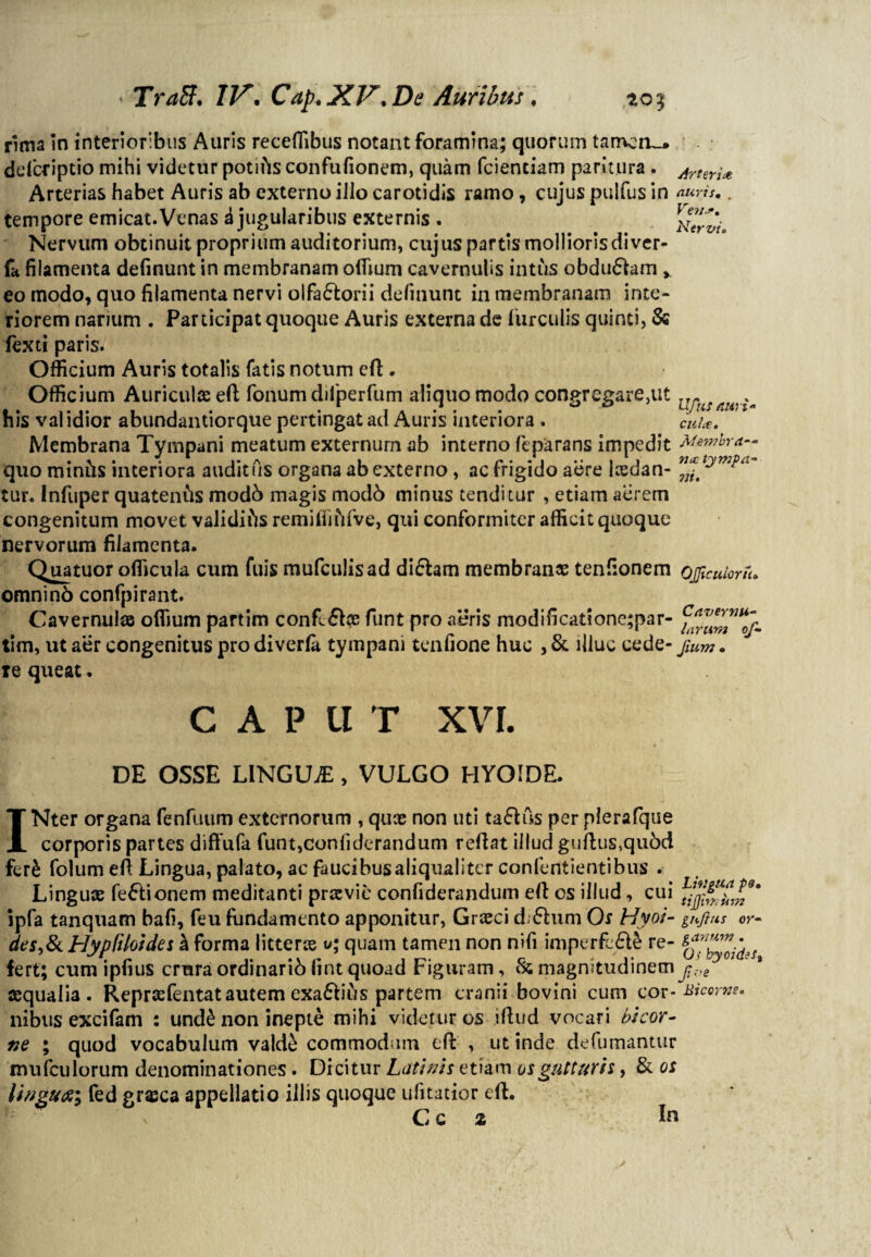 rima In interioribus Auris receffibus notant foramina; quorum tamen-» deferiptio mihi videtur potiris confufionem, quam fcientiam paritura . Arterias habet Auris ab externo iJlo carotidis ramo, cujus pulfus in tempore emicat.Venas i jugularibus externis . Nervum obtinuit proprium auditorium, cujus partis mollioris di ver- fa filamenta definunt in membranam offium cavernulis intus obdudam v eo modo, quo filamenta nervi olfabtorii definunt in membranam inte¬ riorem narium . Participat quoque Auris externa de furculis quinti, & fexti paris. Officium Auris totalis fatis notum eft. Officium Auriculae eft fonum difperfum aliquo modo congregare,ut his validior abundantiorque pertingat ad Auris interiora . Membrana Tympani meatum externum ab interno ftparans impedit quo minfts interiora auditus organa ab externo, ac frigido aere laedan¬ tur. Infuper quatenus mod& magis mod6 minus tenditur , etiam aerem congenitum movet validius remiifiufve, qui conformiter afficit quoque nervorum filamenta. Qu^tuor officula cum fuis mufculisad diftam membranae tenfionem omninb confpirant. Cavernulae offium partim confifte funt pro aeris modificationc;par- tim, ut aer congenitus pro diverfa tympani tenfione huc , & illuc cede- ie queat. c A P u T XVI. Arteria auris. . Ven.*. Nervi. Ufus auri* cula, Membra¬ nee tympa- ni. OJJicuioru. Caver nu- larum of- Jium . DE OSSE LINGILE > VULGO HYOIDE. INter organa fenfuum externorum , quae non uti ta&us per plerafque corporis partes diffufa funt,confiderandum reflat illud guftus,qu6d ferb folum eft Lingua, palato, ac faucibus aliqualiter confentientibus . Linguae feFtionem meditanti praevie confiderandum eft cs illud, cui £$£*!»** ipfa tanquam bafi, feu fundamento apponitur, Graeci diftum Os Hyoi- gnjius or- des&Hyptiloides k forma litterae u; quam tamen non nifi imperfc£te re- fert; cum ipfius crura ordinarib fint quoad Figuram, & magnitudinem^.-,e aequalia. Repraefentat autem exa&ifts partem cranii bovini cum cor- Bicome. nibus excifam : undb non inepte mihi videtur os iftud vocari bicor¬ ne ; quod vocabulum valdb commodum eft: , ut inde defumantur mufculorum denominationes . Dicitur Latinis etiam os gutturis, & os lingua; fed grxea appellatio illis quoque ufitatior eft. x c c 2 in