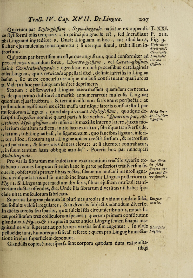 Quartum par Styh-gloffum , Stylo-linguale nafcitur ex appendi- T. XXL ce ftyliformi odis temporis : in principio gracile eft , fed incrafiatur P. 21 a. ttbi Linguam ingreditur p. Ducit Linguam in hoc , aut illud latus, Fig. 9. fi alter ejus mufculus folus operetur : fi uterque fimul, trahit illam in- trorfum. Corniculo Quintum par breviflimum eft,atque anguHum, quod conformiter ad Unguatis prxcedcntia vocandum foret, Cbondro-giofjam , vel Cerato-gloffum-, latine Corniculo - linguale : egreditur enim b procefllbus cartilagineis oflis Linguae, quos cornicula appellari dixi, definit inferiis in Linguae bafim , fic utex concurfu utriufque mufculi conftituatur quafiarcus d. Videtur hoc par Linguam leniter deprimere. Sextum : obfervavi ad Lingux lateramalfam quamdam carneam^ E, de qua primo dubitavi an meritb annumeraretur mufculis Linguae; quoniam ejus ftru£lura , & termini mihi non fatis erant perfpe&a : at poftmodum exiftimavi ex di£la maffa utriufque lateris confici illud par mufculorum Linguae , quod aliqui vocant MylogloJJum , quodque de- Mola-tin— fcripfit Spigelius nomine quarti paris hifce verbis. ” Quartum par, At- „ tollens, Mylo-gloffum , ab inferioris maxillae interno latere, juxta mo- „ larium dentium radices , initio lato exoritur, fibrifque tranfverfis dc, „ latum , fub Linguae bafi, in ligamentum , quo faucibus ligatur, inferi- „ tur. Hoc , fi totum agat, Lingux apicem re6B furfum , & retrorfum „ ad palatum , & fuperiores dentes elevat: at fi alteruter contrahatur, „ in fuum tantum latus obliqui attollit” . Poterit hoc par nuncupari Mola-linguale. Pro variis fibrarum mufculolarum excurrentium tra&ibus,variae ex- Cur fibra bibentur icones Lingux: fi enim hanc in parte pofteriori tranfverfim fe- ^ cueris , obfervabisprxter fibras re£hs, filamenta mufculi mentolingua- '^Tantdi- lis, utriufque lateris ad fe mutub inclinata versus Lingux pofteriora d. wrpmvte* Fig* 11. Si Linguam per medium diviferis, fibras ejufdem mufculi tranf- verfurn dudtas offendes, &c. Unde illa fibrarum divcrlitasnil habet fpe- ciale ultra mufculorum fabricam. ^ . Superius Lingux planum in plurimas areolas dividunt quidam fulci, lingua feu fofiulx vald£ irregulares , & in diverfis fubje£tis admodum diverfx. In di6Lis areolis feu fpatiis , qux fulcis iftis circumfcribuntur, notari li- cet potifiimum tres colliculorum fpecies ; quarum primam conllituunt glandulx a Fig-io-& 1 i.qux in parte antica Linguf femen fmapis ma¬ gnitudine vix fuperant,at pofteriora vershs fenfim augentur • Invivis cianduU pellucidx funt, humoreque falivali refertx ; quem pro Lingu$hume£u- Ungwe, tione in ejus fuperficiem deponunt. Glandulis copiosi interfperfa funt corpora quxdam dura extremita¬ ti bqs