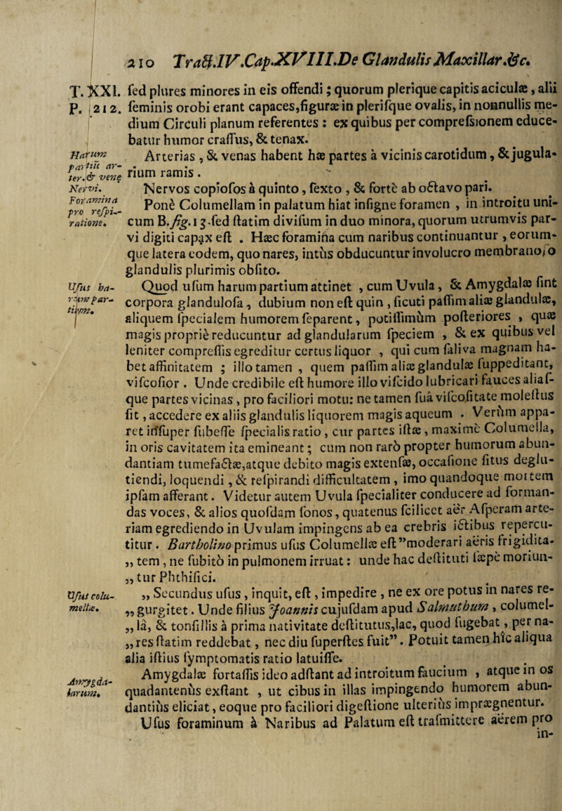 T. XXL fed plures minores in eis offendi; quorum plerique capitis aciculae, alii P. 1212. feminis orobi erant capaces,figurae in plerifque ovalis, in nonnullis me¬ dium Circuli planum referentes : ex quibus per comprefsionem educe¬ batur humor craffus, & tenax. Harum Arterias , St venas habent hae partes a vicinis carotidum, & jugula- tnrpu <*>*- • terl& num ramis . Nervi. Nervos copiofos a quinto, fexto , & forte ab oStavo pari. Iro^refpt- Poni Columellam in palatum hiat infigne foramen , in introitu uni- ratione, cum B./gug-fed ftatim divifum induo minora,quorum utrumvis par¬ vi digiti capax eft . Haec foramiha cum naribus continuantur , eorum- que latera eodem, quo nares, intus obducuntur involucro membranofo glandulis plurimis obfito. Ufits ha- Quod ufiim harum partium attinet , cum Uvula, & Amygdala fint corpora glandulofa, dubium non eft quin , ficuti paflim aliae glandulae, aliquem fpecialem humorem feparent, potillimhm pofteriores , quae magis proprii reducuntur ad glandularum fpeciem , & ex quibus vel leniter compreflis egreditur certus liquor , qui cum (aliva magnam ha¬ bet affinitatem ; illo tamen , quem paffim aliae glandulae luppeditant, vifcofior . Unde credibile eft humore ilio vifcido lubricari fauces alial- que partes vicinas, pro faciliori motu: ne tamen fuavifcofitate moleftus fit, accedere ex aliis glandulis liquorem magis aqueum . Verftm appa¬ ret irffuper fubefTe /pedalis ratio , cur partes iftae, maxime Columella, in oris cavitatem ita emineant; cum non rarb propter humorum abun¬ dantiam tumefa&ae,atque debito magis extenfae, occalione litus deglu- tiendi, loquendi, & refpirandi difficultatem, imo quandoque mottem ipfam afferant. Videtur autem Uvula fpecialiter conducere ad forman¬ das voces, St alios quofdam fonos, quatenus fcilicet aer Afperam arte¬ riam egrediendo in Uvulam impingens ab ea crebris i&ibus repercu¬ titur . Bartholino primus ufus Columella: eft”moderari aeris Irigidita- „ tem , ne fubitb in pulmonem irruat: unde hac deffituti facpe moriun- „ tur Phthifici. Ufus colu- ,, Secundus ufus, inquit, eft , impedire , ne ex ore potus in nares re- meiu. ^ gurgitet. Unde filius 'Joannis cujufdam apud Salmutbura , columel- „ la, St tonfillis a prima nativitate deftitutus,lac, quod lugebat, per na- „ res ftatim reddebat, nec diu fuperftes fuit”. Potuit tamen hic aliqua alia iftius fymptomatis ratio latuiffe. , _ Amygdalae fortaffis ideo adftant ad introitum faucium , atque in os famm* quadantenhs exftant , ut cibus in illas impingendo humorem abun¬ dantius eliciat, eoque pro faciliori digeftione ulterihs impraegnentur. Ufus foraminum h Naribus ad Palatum eft traimitterc aerem pro in-