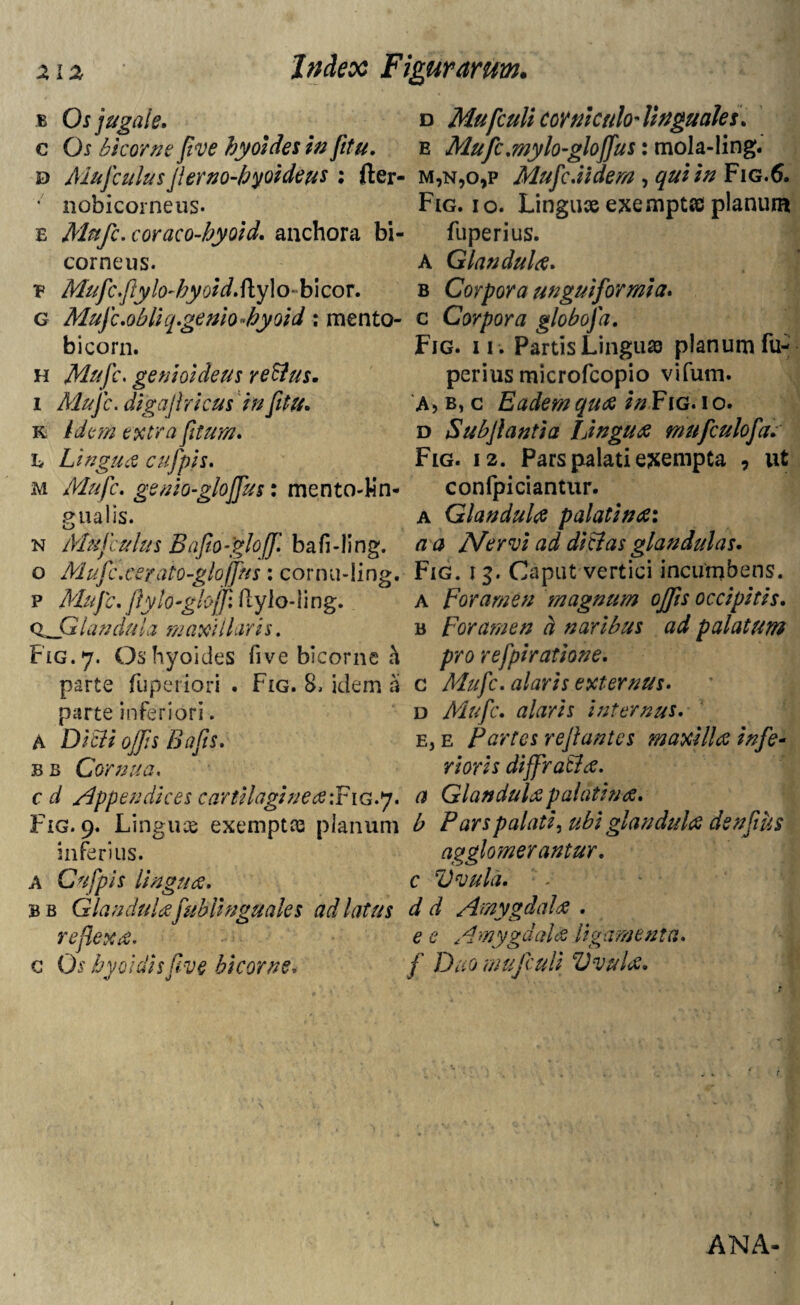b Os jugale. c Os bicorne five hyoides In fitu. d Mufculus Jlerno-byoideus; fter- ' nobicorneus- e Mufc. coraco-hyoid. anchora bi¬ corne u s. v Mufc.flylo-byoir/.ftylobicor. g Mufc.obliq.genio-byoid: mento- bicorn. h Mitfc• genioldeus reSlus. i Mufc. digajl rl cus in fitu. R idem extra fttum. h Lingua cufpis. m Mufc. genio-glojfus: mento-Un- gualis. n Mufculus Bafio-'gloff. bafi-ling. o Mufc.cer ato-gloffus : cornu-ling. p Mufc. ftylo-glojjl flyio-ling. 0^Glandula 'maxillaris. F1G.7. Os hyoides five bicorne h parte fuperiori . Fig. 8, idem a parte inferiori. A Diffi ofcs Bafts. bb Cornua. c d Appendices cartilaginea:Fig.7. Fig. 9. Lingux exemptce planum inferius. A Cufpis lingua. bb Glandulafub linguales ad latus reflexa. c Os byoidisftve bicorne, d Mufcull corniculo'linguales. e Mufc.mylo-glojfus: mola-ling. m,n,o,p Mufc.iidem , qui in Fig.6. Fig. 10. Lingux exemptae planura fuperius. A Glandula. b Corpora unguiformia. c Corpora globofa. Fig. ii. Partis Lingua planum fu- perius microfcopio vifum. A> b, c Eadem qua in Fig. 10. d Subjlantia Lingua mufculofa. Fig. 12. Pars palati exempta , ut confpiciantur. a Glandula palatini: a a Afer vi ad dici as glandulas. Fig. 13. Caput vertici incumbens. A Foramen m agnum ojfts occipitis. b Foratnen h naribus ad palatum pro refpiratione. c Mufc. alaris externus. d Mufc. alaris internus. e, e Partes rejlantes maxilla infe¬ rioris diffratla. a Glandulapalatina. b Pars palati, ubi glandula denfius agglomerantur, c Vvuld. d d Amygdala . e e Amygdala ligamenta, f Duo mufculi Vvula. ANA-