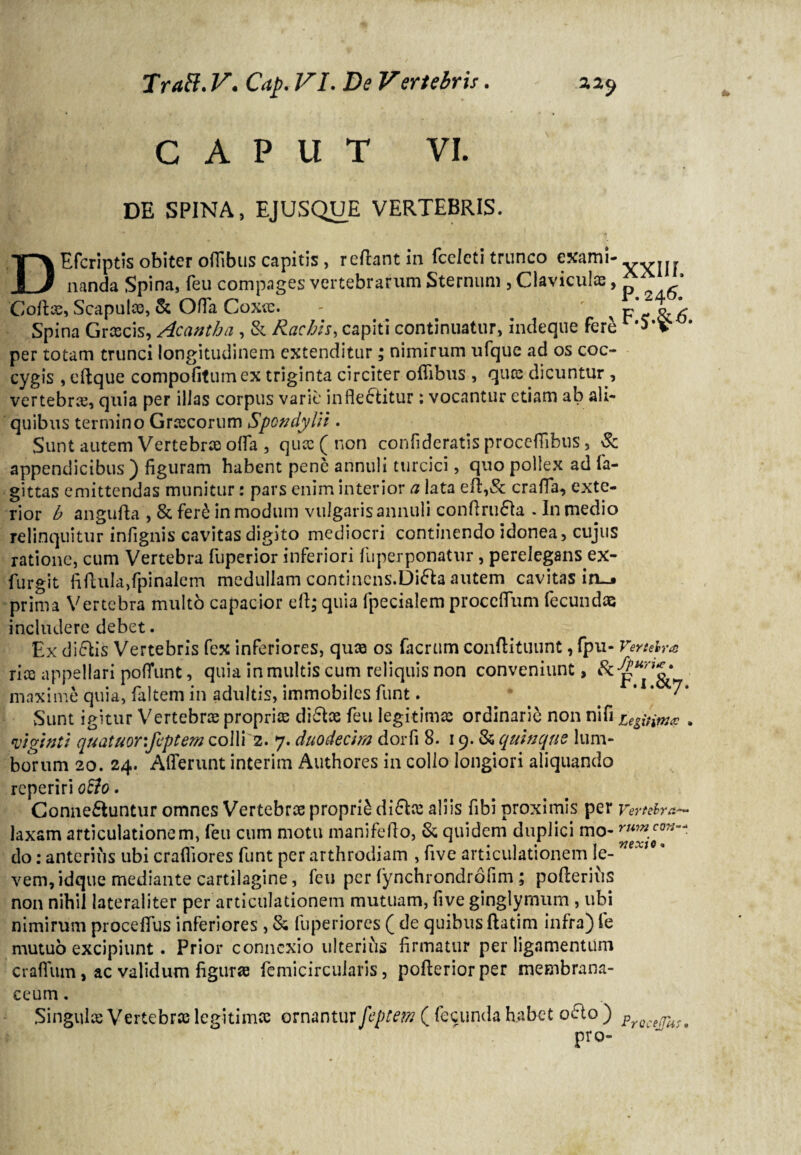 CAPUT VI. DE SPINA, EJUSQtJE VERTEBRIS. DEfcriptis obiter oflibus capitis , reflant in fceleti trunco exami- . nanda Spina, feu compages vertebrarum Sternum , Claviculas, £' ' Collae, Scapulas, & Ofla Coxae. - ' Spina Graecis, Acantha , & Rachis, capiti continuatur, indeque fer£ r*5’v per totam trunci longitudinem extenditur ; nimirum ufque ad os coc¬ cygis , eftque compofitumex triginta circiter oflibus , quas dicuntur , vertebrae, quia per illas corpus varii' inflectitur: vocantur etiam ab ali¬ quibus termino Graecorum Spondylii. Sunt autem Vertebras offa , qucc ( non confideratis proceflibus, & appendicibus ) figuram habent pene annuli turcici, quo pollex ad fa- gittas emittendas munitur: pars enim interior a lata efl,& crafla, exte¬ rior b angufta , & feri in modum vulgaris annuli conflruCta . In medio relinquitur infignis cavitas digito mediocri continendo idonea, cujus ratione, cum Vertebra fuperior inferiori fuperponatur, perelegans ex- furgit fiftula,fpinalcm medullam contincns.DiCla autem cavitas in-j prima Vertebra multo capacior ell; quia fpecialem proccflfum fecundas includere debet. Ex diCtis Vertebris fex inferiores, quas os facrum conftituunt, fpu- Vertebra rice appellari pdffunt, quia in multis cum reliquis non conveniunt, maxime quia, faltem in adultis, immobiles funt. . * • 7* Sunt igitur Vertebras proprias diClae feu legitimas ordinarii non nifi ugitimcc , viginti quatuor.fcptem colli 2. 7. duodecim dorfi 8. 19. & quinque lum¬ borum 20. 24. Afferunt interim Authores in collo longiori aliquando reperiri o£Io. ConneCtuntur omnes Vertebrae proprii diClas aliis fibi proximis per vertebra— laxam articulationem, feu cum motu manifeffo, & quidem duplici mo- ruvncon-* do: anterius ubi craffiores funt per arthrodiam , five articulationem le¬ vem, idque mediante cartilagine, feu per fynchrondrofim ; poflerius non nihil lateraliter per articulationem mutuam, five ginglymum , ubi nimirum proceflus inferiores , & fuperiorcs ( de quibus ftatim infra) fe mutuo excipiunt. Prior connexio ulterius firmatur per ligamentum craffum, ac validum figurae femicircularis, pofteriorper membrana¬ ceum . Singulis Vertebras legitimas ovnantwr fepeem ( fecunda habet o&o) PrQcej^t pro-