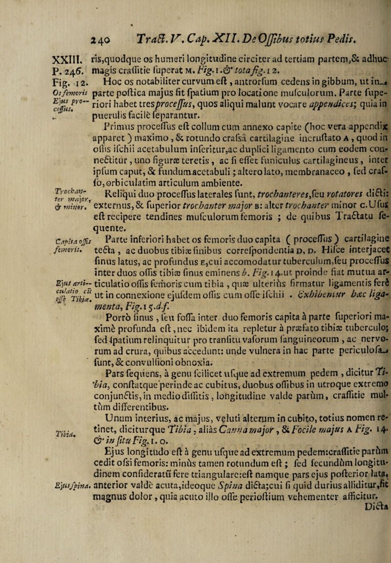 XXI1L ris,quodque os humeri longitudine circiter ad tertiam partem,& adhuc P. 24 6. magis craffitie luperat m. pig. 1 .& tota fig. 12. Fig. 12. Hoc os notabiliter curvum eft , antrorfum cedens in gibbum, ut in_* Os femoris parte poftica majus (it fpatium pro locatione mufculorum. Parte fupe- r^0rl* tresproceffus, quos aliqui malunt vocare appendices; quia in puerulis facile'feparantur. Primus procefTus eft collum cum annexo capite (hoc vera appendix apparet ) maximo , & rotundo crafsa cartilagine incruftato a , quod in ollis ifchii acetabulum inferitur,ac duplici ligamento cum eodem con- ne&itur, uno figuras teretis, ac fi edet funiculus cartilagineus, inter ipfum caput, & fundumacetabuli; altero lato, membranaceo , fed craf- fo,orbiculatim articulum ambiente. Trocban* Reliqui duo procefTus laterales funt, trochanteresSexx rotatores di6li: & minor, externus, & iuperior trochanter major b: alter trochanter minor c.Ulus eft recipere tendines mufculorum femoris ; de quibus Tra6latu fe- quente. 'Capita ojfs Parte inferiori habet os femoris duo capita ( procefTus ) cartilagine femoris. te£bi, ac duobus tibiae finibus correfpondentia d, d. Hifce interjacet finus latus, ac profundus e,cui accomodatur tuberculum,feu procefTus inter duos offis tibias finus eminens £. Fig. i4*ut proinde fiat mutua ar- Sjus arti-- ticulatio olfis femoris cum tibia , quas ulterifis firmatur ligamentis fer^ ojji^Tjbj*. ut m connexione ejufdem olfis cum ode ifchii . exhibemur b&cliga* menta, Fig.\$.d.f. Porro finus , feu foda inter duo femoris capita h parte fuperiori ma¬ ximi profunda eft,nec ibidem ita repletur a profato tibias tuberculo; fed fpatium relinquitur pro traniitu vaforum fanguineorum , ac nervo¬ rum ad crura, quibus accedunt: unde vulnera in hac parte periculofa-j funt, &convulfioni obnoxia. - Pars feqiiens, a genu fcilicet ufque ad extremum pedem , dicitur 77- 'hia, conftatque'perindeac cubitus,duobusoffibus in utroque extremo conjun<5lis,in medio dilfitis , longitudine valde parfrm, craffitie mul¬ tum differentibus. Unum interius, ac majus, voluti alterum in cubito, totius nomen re- TV tinet, diciturque ‘Tibia: alias Cauti a major, & Focile majus A Fig* 14* CTtn JituFig+i. o. Ejus longitudo eft a genu ufque ad extremum pedermcraffitieparftm cedit ofsi femoris: minhs tamen rotundum eft ; fed fecundiim longitu¬ dinem eonfideratu fere triangulareieft namque pars ejus pofterior lata, Ejtifffiimt. anterior valde acuta,ideoque Spina di£ta;cui fi quid durius alliditur,fit magnus dolor, quia acuto illo ofte perioftium vehementer afficitur. Dich»