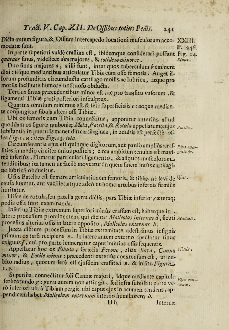 Difta autemftgura3& Qffium intercapedo locationi mufculorum acco- XXIIL modatas funt. p# 246 In parte fuperiori valde craflum eft y ibidemque confiderari poliunt Fig. 14. quattm finus, videlicet duo majores , & totidem minores . Sinus« Duo finus majores a 7 a illi funt, inter quos tuberculum b eminere dixi: fifque mediantibus articulatur Tibia cum ofie femoris. Auget il¬ lorum profunditas circumdu61a cartilago moIlis3ac lubrica, atque pro motus facilitate humore un&uofo obdura. Tertius finus procedentibus minor eft, ac pro trayfitu vaforum ligamenti Tibiae parti pofteriori infculptus. Quartus omnium minimus eft,& fere luperficialis c: eoque median¬ te conjungitur fibula alteri ofli Tibice. Ubi os femoris cum Tibia conne&itun , apponitur anterius aliud quoddam os figuro umbonis; Mola,PatellaRotula appeliaturtgcujus fubftantia in puerulis manet diu cartilaginea , in adultis eft perfedte af- * fea Fig. 1. n : item Fig. 1 g. tota. ■ Circumferentia ejus eft quinque digitorum,aut paulo ampIitV.craf- Ejus wa~ fities in medio circiter unius pollicis; circa ambitum tenuius eft maxi- gnitudo* me inferius . Firmatur particulari ligamento, & aliquot mufculorumu» tendinibus; ita tamen ut facile moveatuninquem finem intus cartilagi- ne lubrica obducitur. Ufus Patellae eft firmare articulationem femoris, & tibia?, ne levi de uf**' caula luxetur, aut vaciilet,atque adeo ut homo artubus infernis firmius innitatur. oifce de rotula,feti patella genu di£b’s, pars Tibias inferior,casteraq; pedis offa funt examinanda. Infei ius Tibias extremum luperiori minus cralTum eft, habetque in_» latere procefium prominentem, qui dicitur Malleolus internus d, ficuti MMi. proceflus alterius odis in latere oppofito , Malleolus externus b. Juxta ditium proceftum in Tl ibit© extremitate adeft finus infignis primum os tarfi recipiens e. In latere autem externo fpe&atur finus exiguus/, cui pro parte immergitur caput inferius oftis fequentis. Appellatur hoc os Fibula, Graecis Perone , alias Sura , Canna Q minor, & Focii e mimis : prascedenti exterius coextenfum eft , uti cu¬ bito radius, quocum fer& eftejufdem craflitiei b. Se in litu Ffourtu* i.p. Superius conne&itur foli Cannas majori, idque mediante capitulo rprnM,n^rt ^ ___r i • V r * r ^ ^ Sj/W fere rotundo g : genu autem non attingit, fed infra fubftftit: parte ve- r6 inferiori ultra Tibiam pergit, ubi caput ejus in acumen tendens, ap¬ pendicem habet Malleolum externam interno humiliorem b. H h tsexto Internas