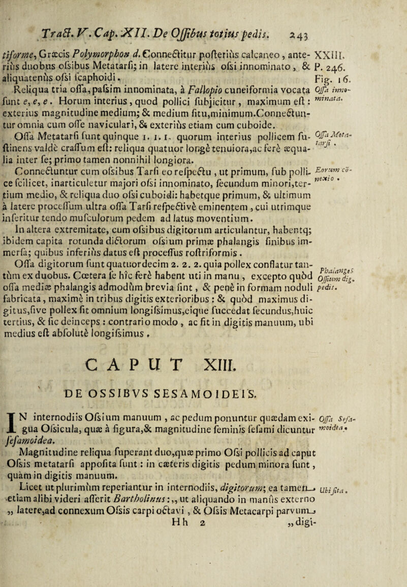 tiforme, Graecis Polymorphos ^.Conne&itur poflerius calcaneo, ante- XX11L riiis duobus ofsibus Metatarfi; in latere interius ofsi innominato , & P. 246. aliquatenus ofsi fcaphoidi. Fig. ,6, Reliqua tria offa,pafsim innominata, k pal\oplo cuneiformia vocata Ojpi imi9- funt e, e, e. Horum interius, quod pollici fubjicictir, maximum efl : mtnata' exterius magnitudine medium; & medium fitu,minimum.Conneftun- tur omnia cum offe naviculari, & exterius etiam cum cuboide. Offa Metatarfi funt quinque 1. 1.1, quorum interius pollicem fu* QfaMeta^ {linens valde cralfum efl: reliqua quatuor longe tenuiora,ac fer£ aequa- ^ rjl * lia inter fe; primo tamen nonnihil longiora. Conne£tuntur cum ofsibus Tarfi eo refpeflu , ut primum, fub polii- Eorum cd- cefcilicet, inarticuletur majori ofsi innominato, fecundum minori,ter- 9163910 * tium medio, & reliqua duo ofsi cuboidi: habetque primum, & ultimum a latere procdfum ultra offa Tarfi refpe6liv£ eminentem , cui utrimque in feritur tendo mufculorum pedem ad latus moventium. In altera extremitate, cum ofsibus digitorum articulantur, habentq; ibidem capita rotunda diriorum ofsium primae phalangis finibus im- merfa; quibus inferius datus efl proceffus roflriformis . Offa digitorum funt quatuordecim 2. 2. 2. quia pollex conflatur tan- tbm ex duobus. Ccetera fe hic fere habent uti in manu , excepto qubd oj/umdig. offa inedia phalangis admodum brevia fint, & pen£ in formam noduli pedis. fabricata, maxime in tribus digitis exterioribus : & qubd maximus di¬ gitus, five pollex fit omnium longifsimus,eique fuccedat fecundus,huic tertius, & fic deinceps i contrario modo , ac fit in digitis manuum, ubi medius efl abfolute longifsimus * CAPUT XIII. DE OSSIBVS SESAMOIDEIS. IN internodiis Ofsium manuum , ac pedum ponuntur quaedam exi- offa Seja- gua Ofsicula, quae a figura,St magnitudine feminis fefami dicuntur ww'**-* jefamoidea. Magnitudine reliqua fuperant duo,quae primo Ofsi pollicis ad caput Ofsis metatarfi appofita funt: in caeteris digitis pedum minora funt, quam in digitis manuum. Licet utplurimum reperiantur in internodiis, digitorum; ea tameri_* ubifoa. etiam alibi videri afferit Bartholinusut aliquando in manus externo „ latere,ad connexum Ofsis carpi o£tavi , & Ofsis Metacarpi parvum-» ri.. Hh 2 „digi-