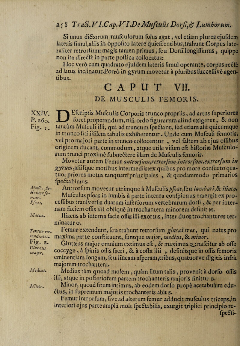 XXIV. P- 260. f ] O* r Mufc*. fle¬ ctentes-'fe¬ mur*. Pfoas* Iliacus* T en? uyex- tendentes* Gluta’us major* Medius« Minor* 2fS TraB.VLCap.VLDeMufculisDorJIy&Lumborum. Si unus di&orum mufculorum folus agat, vel etiam plures ejufdem lateris fimul,aliis in oppofito latere quiefcentibus,trahunt Corpus late- raliter retrorfum: magis tamen primus, feu Dorii longi(fimus » quippe non ita directe in parte poftica collocatus: Hoc ver6 cum quadrato ejufdem lateris fimul operante, corpus refte ad latus inclinatur.Porro in gyrum movetur h pluribus fucceffive agen¬ tibus. C A P U T vir. DE MUSCULIS FEMORIS. > DEfcriptis Mufculis Corporis trunco propriis, ad artus fuperiores foret properandum, nifi ordo figurarum aliud exigeret, & non tantiim Mufculi illi, qui ad truncum (pedant, fed etiam alii quicumque in trunco fui iifdem tabulis exhiberentur. Unde cum Mufculi femoris, vel pro majori parte 111 trunco collocentur , vel faltem ab ejus offibus originem ducant, commodum, atque utile vifum effc hiftoriss Mufculo¬ rum trunci proximi fubnedere illam, de Mufculis femoris. Movetur autem Femur antrorfamsetrorjumjulrorfumfxtrorfum m gyrum ^alnCque motibus intermediisrex quibus pro more confuetoqua- tuor priores motus tanquarrf principales , & quodammodo primarios {pedabimus. Antrorfum movetur utrimque a Mufculispfoas Squ. lumbari,& iliaco. Mulculus pfoas in lumbis a parte interna confpicuus emergit ex pro- ceflibus tranfverfis duarum inferiorum vertebrarum dorfi , & per inter* nam faciem offis ilii oblique in trochantera minorem definit m. Iliacus ab interna facie offis ilii exortus, inter duos trochanteres ter¬ minatur o.. Femur extendunt, feu trahunt retrorfum glutai tres, qui nates pro maxima parte conftituunt, funtque major, medius, & minor*. Glutasus major omnium extimus ed , & maximus ojnafcitur ab ofTe coccyge, h fpinis offis facri v & h coda ilii ,, definitque in offis femoris: eminentiam longam, feu lineam afperam>tribus,quatuorve digitis infra majorem trochantera. Medius tam quoad molem, quam fitum talis , provenit a dorfo offis ilii, atque in poderiorem partem trochanteris majoris finitur 3. Minor, quoad fitum intimus, ab eodem dorfo prop£ acetabulum cdu- dus„ in fupremum majoris trochanteris abit s. Femur introrfum, five ad alterum femur adducit mufculus triceps,in interiori ejus parte ampla mole fpedabilis, exurgit triplici principio re-