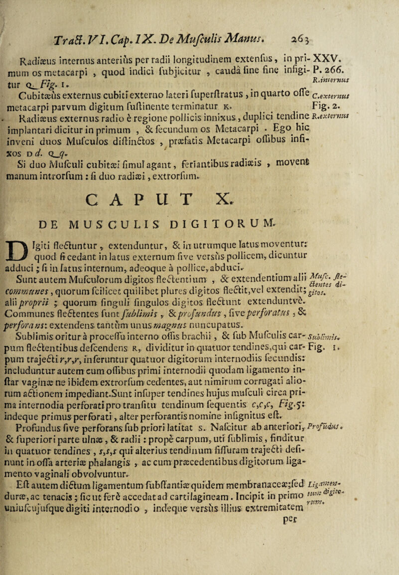 Radiaeus internus anterius per radii longitudinem extenfus, in pri- XXV. mum os metacarpi , quod indici fubjicitur , cauda fine fine infigi-P. 266. c* , R.internus tur Q^r/gy u (_ Cubitxus externus cubiti externo lateri fuperdratus > in quarto olle C.externus metacarpi parvum digitum fuftinente terminatur k. ^ Fig. 2. Radiaeus externus radio e regione pollicis innixus, duplici tendine R,externus implantari dicitur in primum , & fecundum os Metacarpi . Ego hic inveni duos Mulculos didin£tos , praefatis Metacarpi ollibus infi¬ xos D (i. Q_J/. Si duo Mufculi cubitas: fimul agant, feriantibusradiaeis > movent manum introrfum : fi duo radiaei, extrorfum* CAPUT X. DE MUSCULIS DIGITORUM. Digiti flebuntur, extenduntur, & ut utrumque latus moventur: quod fi cedant in latus externum five versus pollicem, dicuntur adduci ; fi in fatus internum, adeoque a pollice?abduci.- Sunt autem Mufcuforum digitos fleftentium , & extendentium alii communes, quorum fcilicet quilibet plures digitos fle£Vit,vel extendit;gitos% alii proprii ; quorum finguli fingulos digitos flefhmt extenduntv&. Communes Hebentes funt fublimh8t profundus:, five perforatus, S; per for ausi extendens, tantum unus magnus- nuncupatus. Sublimis oritur a proceffu interno olfis brachii , & fub Mufculis car- Suotimts» pum fle&entibus defcendens R, dividitur in quatuor tendines,qui car- Fig. 1. pum traje6lir,r,r, inferuntur quatuor digitorum internodiis fecundis: includuntur autem cum olfibus primi internodii quodam ligamento in¬ dar vaginae ne ibidem extrorfum cedentes, aut nimirum corrugati alio¬ rum a&ionem impediant.Sunt infuper tendines hujus mufculi circa pri¬ ma internodia perforati pro tranfitu tendinum fequentis c,f,c, F/g.j: indeque primus perforati, alter perforantis nomine infignitus ed. Profundus five perforans fub priori latitat s. Nafcitur ab anteriori, Profudau & luperiori parte ulnas, & radii: prope carpum, uti fublimis, finditur in quatuor tendines , qui alterius tendinum fiduram trajefli defi- nunt in ofla arteriae phalangis , ac cum praecedentibus digitorum liga¬ mento vaginali obvolvuntur. Ed autem di&um ligamentum fubdantiaequidem mernbranaceas;fed durae, ac tenacis; fic ut fer^ accedat ad cartilagineam. Incipit in primo vuxiufcujufquedigiti internodio 3 indeque versus illius extremitatem per