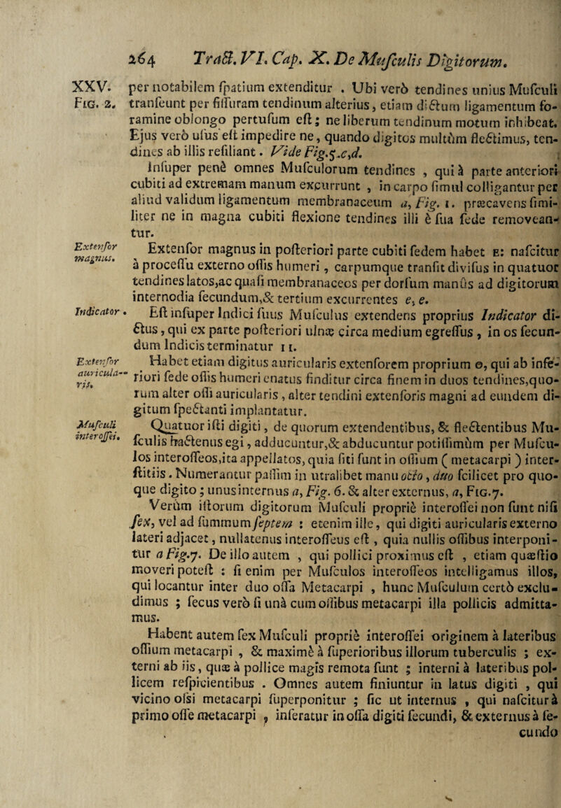 XXV. Fig. 2. Extevfor magnus. Judicator Extenjor auricula¬ ris, Mufculi interojfei, £64 TraB* 1^1* Cdp, 2C, De Mufculis Digitorum* per notabilem fpatium extenditur . Ubi verb tendines unius Mufculi tranfeunt per fiiluram tendinum alterius, etiam dl&um ligamentum fo- ramine oblongo pertufum eft; ne liberum tendinum motum inhibeat. Ejus ver6 ulus eft impedire ne, quando digitos multum fle&imus, ten- clines ab iilis refiliant. Vide Fig.$*c,d. iri fu per pen£ omnes Mufculorum tendines , qui J parte anteriori cubiti ad extremam manum excurrunt , in carpo fimul colligantur per aliud validum ligamentum membranaceum a, Fig» i. prcecavens fi mi¬ liter ne in magna cubiti flexione tendines illi & fua fede removean-' tur. Extenfor magnus in pofleriori parte cubiti fedem habet e: nafcitur a proceflu externo oflis humeri, carpumque tranfit divifus in quatuor tendines latos,ac quali membranaceos perdorfum manus ad digitorum internodia fecundum,& tertium excurrentes e, e. BftinfuperIndicifuus Mufculus extendens proprius Indicator di- ftus, qui ex parte pofleriori ulna? circa medium egreflus , in os fecun¬ dum Indicis terminatur ii. Habet etiam digitus auricularis extenforem proprium o, qui ab infe¬ riori fede oflis humeri enatus finditur circa finem in duos tendines,quo¬ rum alter ofli auricularis, alter tendini extenforis magni ad eundem di¬ gitum fpe£tanti implantatur. Quatuor i Ai digiti, de quorum extendentibus, St flectentibus Mu- fculis baCtenus egi, adducuntur,& abducuntur potiflimum per Mufcu- los interofleos,ita appellatos, quia fici funt in oflium ( metacarpi ) inter- flitiis. Numerantur paflim in utralibet manu oth, duo fcilicet pro quo¬ que digito; unus internus a, Fig- 6. St alter externus, a, F1G.7. Vertim iflorum digitorum Mufculi proprie interoflei non funt nili fex, vel ad fummum feptem : etenim ille, qui digiti aurioularisexterno lateri adjacet, nullatenus interofleus efl , quia nullis oflibus interponi¬ tur apig.j- De illo autem , qui pollici proximus efl , etiam quaeflio moveri potefl : fi enim per Mufculos interofleos intelligamus illos, qui locantur inter duo offa Metacarpi , hunc Mufcuiujn certb exclu¬ dimus ; fecus verb fi un& cum oflibus metacarpi illa pollicis admitta¬ mus. Habent autem fex Mufculi proprie interoflei originem a lateribus oflium metacarpi , & maximi a fuperioribus illorum tuberculis ; ex¬ terni ab iis, quas k pollice magis remota funt ; interni a lateribus pol¬ licem refpicientibus . Omnes autem finiuntur in latus digiti , qui vicino olsi metacarpi fuperponitur ; fic ut internus , qui nafcitur & primo ofie metacarpi ^ inferatur in ofla digiti fecundi, & externus k fe* eundo