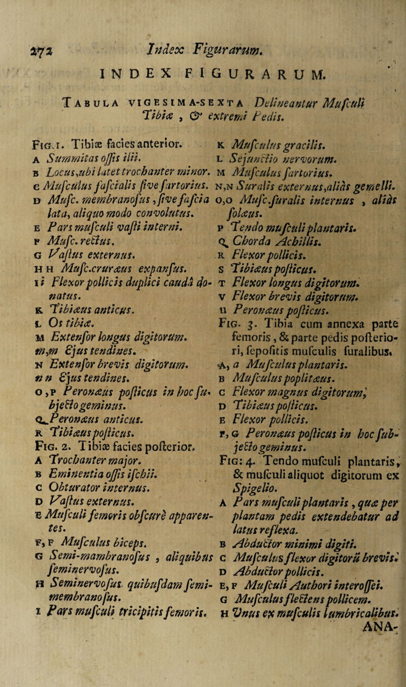 Index Figurarum. INDEX FIGURARUM. Tabula vigesim a-s exta Delineantur Mufculi Tibia , 0 extremi te dis. Fig.i. Tibice facies anterior. A Summitas ojjis ilii. b Locus,ubi latet trochanter minor. e Mufculus fafcialis five fartorius. d membranofus flflve fafcia lata, aliquo modo convolutus. e Pars mufculi vafli interni, r Mufc.retius. G l^ajlus externus. H h Mufc.cruraus expanfus. i i Flexor pollicis duplici cauda do¬ natus. k. Tibiaus anticus. L Os tibia. m Extenfor longus digitorum. tn,m 8jus tendines. N Extenfor brevis digitorum, nn 8jus tendines. o ,p Peronaus po/licus in hoc fu* bjeBo geminus. Q^Peronaus anticus. k Tibi au spofticus. Fig. 2. Tibice facies pofterior. A Trochanter major. b Eminentia ojfis ifcbii. c Obturator internus. D Vaflus externus. E Mufculi femoris obfcure apparen¬ tes. f, f Mufculus biceps. G Semi-mambranofus , aliquibus feminervofus. H Seminervofus quibufdam femi- tnembranofus. i Pars mufculi tricipitis femoris. K Mufculus gracilis. l Sejunctio nervorum. m Mufculus fartorius. n, n Suralis externus,alias gemelli. o, o Mufc.furalts internus , folaus. p Tendo mufculi plantaris. % Chorda Achillis. R Flexor pollicis. S Tibiaus pojlicus. t Flexor longus digitorum. v Flexor brevis digitorum* u Peronaus poflicus. Fig. 3. Tibia cum annexa parte femoris, & parte pedis pofterio- ri, fepofitis mufculis furalibus» a Mufculus plantaris. b Mufculus popliteus. c Flexor magnus digitorum] D Tibiauspo/licus. E Flexor pollicis. r,G Peronaus poflicus in hocfub« jetlo geminus. Fig: 4. Tendo mufculi plantarisr & mufculi aliquot digitorum ex Spigelio. A Pars mufculi plantaris, qua per plantam pedis extendebatur ad latus reflexa, b Abductor minimi digiti. c Mufculus flexor digitoru brevi si D Abductor pollicis. e, f Mufculi Authori interoffei. G Mufculusfleftens pollicem. H Vnus ex mufculis lumbricalibus. ANA-