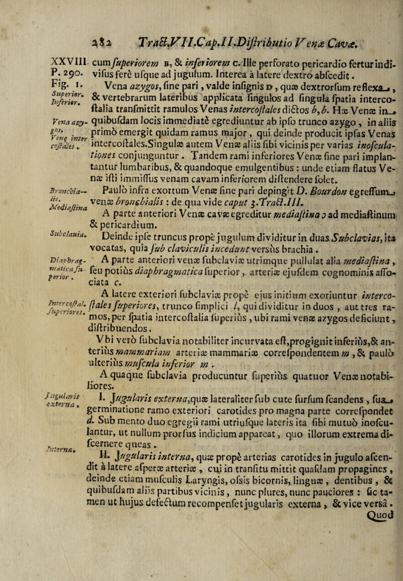 XXVIII. cum fuperiorem b, & infeviorem c. Ille perforato pericardio fertur indi- P. 290. vifus fer£ ufqtie ad jugulum. Interea a latere dextro abfcedit. • Vena azygos, fine pari, valde infignis d , qu® dextrorfum reflexae, bftriw* ^ vertebrarum lateribus applicata fingulos ad fingula fpatia interco- ftalia tranfmittit ramulos Venas intercojlalesd\£tos b^b, Hae Vena in_* Vena azy- quibufdam locis immediati egrediuntur ab ipfo trunco azygo , in aliis Ven? inter Prlm^ emerSlt quidam ramus major, qui deinde producit ipfas Venas cqftaUs *. 7 iritercoftales.Singul» autem Venae aliis (ibi vicinis per varias inofcula- tiones conjunguntur . Tandem rami inferiores Venas fine pari implan- tantur lumbaribus, & quandoque emulgentibus : unde etiam flatus Ve¬ nae ifii immiflijs venam cavam inferiorem diflendere folet» Bronchia- Paulo infra exortum Vente fine pari depingat D. Eourdon egreffimiu Mediajiina ven32 branchialis : de qua vide caput $.Tra£lJIL A parte anteriori Venas cavas egreditur mediajiina 0 ad mediaftinum & pericardium» sub elauta*. Deinde ipfe truncus prope jugulum dividitur in duas. Subclavias, ita vocatas, quia fub claviculis incedunt versus brachia * Diapbrag- A parte anteriori venae fubclaviae utrimque pullulat alia mediajiina , 'ferior^ ^eu P01*1'15 diaphragmatica fu perior, arterias ejufdem cognominis aflo- 7 7 0 ciata c* A latere exteriori fubclaviae prope ejus initium exoriuntur interco- flates fuperiores, trunco fimplici /, qui dividitur in duos , aut tres ra- * mos, per fpatia intercoflalia (uperius , ubi rami vena azygos deficiunt, diflribuendos. jugularis externa. Interna, Vbi verb fiibclavia notabiliter incurvata eft,progignit inferius,St an- teriu& mammariam arterias mammariae correfpondentem/z? ,& paulo ulteriiis mufcula inferior m . Aquaque fubclavia producuntur fu per i iis. quatuor Venx notabi¬ liores. ]ugularts externa,quae laterallterfub cute furfum (candens , fua^ germinatione ramo exteriori carotides pro magna parte corrcfpondet d. Sub mento duo egregii rami utriufque lateris ita fibi mutub inofcti- lantur, ut nullum prorfus indicium appareat, quo illorum extrema di- fcernere queas» 1L jugularis interna, quas prop£ arterias carotides in jugulo alcen- dit ^latere afperae arteriae , cui in tranfitu mittit quafdam propagines , deinde etiam mufculis Laryngis, ofsis bicornis, linguas , dentibus , & quibufdam aliis partibus vicinis, nunc plures, nunc pauciores : fic ta¬ men ut hujus defe&um recompenfet jugularis externa, & vice versa.