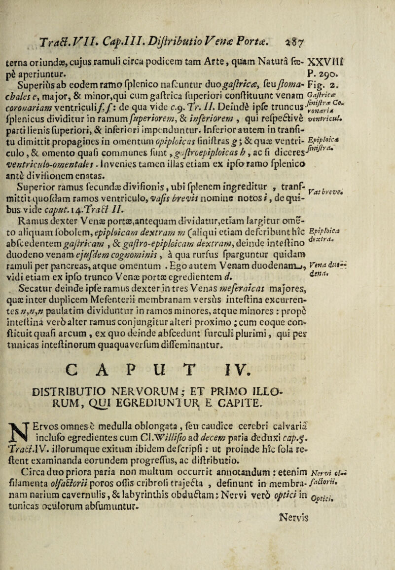 terna oriundae, cujus ramuli circa podicem tam Arte, quatn Natura fe- XXVIIi aperiuntur. P. 290. Superiiisab eodem ramo fplenico nafcuntur duogaflrtca, feu/torna- Fig. 2. chalese, major, & minor,qui cumgaftrica fuperiori conftfcuunt venam Gaftrica coronariam ventriculi/,/: de qua vide c.9.7V. II. Deinde ipfe truncus fplenicus dividitur in ramum [apertorem, & inferiorem , qui refpe&ive ventricul. parti lienis fuperiori, & inferiori impenduntur. Inferior autem intranfi- tu dimittit propagines in omentum opiploicas fini/iras g £ & quae ventri- Epiploica culo , & omento quafi communes funt,gftroepipioicas h, ac fi diceres*^^ ventriculo-omentales . invenies tamen illas etiam ex ipfo ramo fplenico ant& divriionem enatas. Superior ramus fecundae divifionis, ubi fplenem ingreditur , tranf- yasyevs± mittit quofdam ramos ventriculo, vafis brevis nomine notos i, de qui¬ bus vide caput. x^/TraB II. Ramus dexter Venae portae,antequam dividatur,etiam largitur ome- to aliquam fobolem^epiploicam dextram m (aliqui etiam defcribunthic Epiploica abfcedentemgajiricam , 8cga/tro-epiploicaw dextram^dc.inde inteftino **extYlU duodeno venam ejufdem cognominis, a qua rurfus fparguntur quidam ramuli per pancreas, atque omentum . Ego autem Venam duodenam-», Vettadat« vidi etiam ex ipfo trunco Vente portae egredientem d. *tn u Secatur deinde ipfe ramus dexter in tres Venas meferaicas majores, quae inter duplicem Mefenterii membranam versiis inteflina excurren¬ tes#,#,» paulatim dividuntur in ramos minores, atque minores : prop£ inteltina verbalter ramus conjungitur alteri proximo ;cum eoque con- flituit quafi arcum , ex quo deinde abfcedunt furculi plurimi, qui per tunicas inteftinorum quaquaverfumdifleminantur. CAPUT IV. DISTRIBUTIO NERVORUM; ET PRIMO ILLO¬ RUM, QUI EGREDIUNTUR E CAPITE. NErvos omnes e medulla oblongata , feu caudice cerebri calvaria inclufo egredientes cum CA.Willifio ad decem paria deduxi cap.%. 'Tract.IV. iliorumque exitum ibidem defcripfi: ut proinde hic fola re¬ flent examinanda eorundem progreffus, ac diflributio. Circa duo priora paria non multum occurrit annotandum : etenim Xervi filamenta olfactorii jpovos odis cribroli traje&a , definunt in membra- nam narium cavernulis, & labyrinthis obduftam; Nervi ver6 optici in tunicas oculorum abfumuntur. Nervis