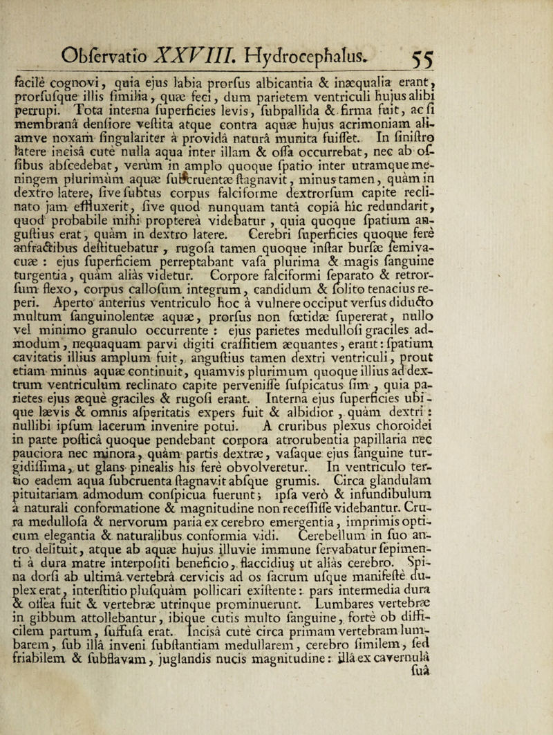 facile cognovi, quia ejus labia prorfus albicantia & inaequalia^ erant, prorfufque illis fimilia, quae feci, dum. parietem ventriculi Hujus alibi perrupi. Tota interna fuperfieies levis, fubpallida &. firma fuit, ac fi membrana denfiore vefiita atque contra aquae hujus acrimoniam ali- amve noxam fingulariter a provida natura munita findet. In finiftro fatere incisa cute nulla aqua inter illam & offa occurrebat, nec ab of- fibus abicedebat, verum in amplo quoque fpatio inter utramque me- ningem plurimum aquae fu&ruentae ftagnavit, minus tamen, quam in dextro latere, five fubtus corpus falciforme dextrorlum capite recli¬ nato jam effluxerit, five quod nunquam tanta copia hic redundarit, quod probabile mihi propterea videbatur , quia quoque fpatium an¬ guibus erat, quam in dextro latere. Cerebri fuperfieies quoque fere anfra&ibus deftituebatur , rugofa tamen quoque inftar burfae femiva- cuae : ejus fuperficiem perreptabant vafa plurima & magis fanguine turgentia, quam ali&s videtur. Corpore falciformi feparato & retror- fum flexo, corpus callofum integrum, candidum & (olito tenacius re- peri. Aperto anterius ventriculo hoc a vulnere occiput verfus didu&o multum fanguinolentae aquae, prorfus non foetidae fupererat, nullo vel minimo granulo occurrente : ejus parietes medullofi graciles, ad¬ modum , nequaquam parvi digiti crafiltiem aequantes, erant: fpatium cavitatis illius amplum fuit, anguftius tamen dextri ventriculi, prout etiam minus aquae continuit, quamvis plurimum quoque illius ad dex¬ trum ventriculum reclinato capite pervenifle fufpicatus fim , quia pa¬ rietes ejus aeque, graciles & rugofi erant. Interna ejus fuperfieies ubi - que laevis & omnis afperitatis expers fuit & albidior , quam dextri : nullibi ipfum lacerum invenire potui. A cruribus plexus choroidei in parte poftica quoque pendebant corpora atrorubentia papillaria nec pauciora nec minora, quam partis dextrae, vafaque ejus fanguine tur- gidifiimaj Ut glans pinealis his fere obvolveretur. In ventriculo ter¬ tio eadem aqua fubcruenta ftagnavit abfque grumis. Circa glandulam pituitariam admodum confpicua fuerunt} ipfa vero & infundibulum a naturali conformatione & magnitudine non receffifle videbantur. Cru¬ ra medullofa & nervorum paria ex cerebro emergentia, imprimis opti¬ cum elegantia & naturalibus conformia vidi. Cerebellum in fuo an¬ tro delituit, atque ab aquae hujus illuvie immune fervabaturfepimen- ti a dura matre interpofiti beneficio, flaccidius ut alias cerebro. Spi- na dorfi ab ultima vertebra cervicis ad os facrum ufque manifefte du¬ plex erat, interftitioplufquam pollicari exiftente: pars intermedia dura & oilea fuit & vertebrae utrinque prominuerunt. Lumbares vertebrae in gibbum attollebantur, ibique cutis multo fanguine, forte ob diffi¬ cilem partum, fuifufa erat. Incisa cute circa primam vertebram lum- barem, fub illa inveni fubftantiam medullarem, cerebro fimilem, fed. friabilem & fubflavam, juglandis nucis magnitudine: illa ex cavernula fu»