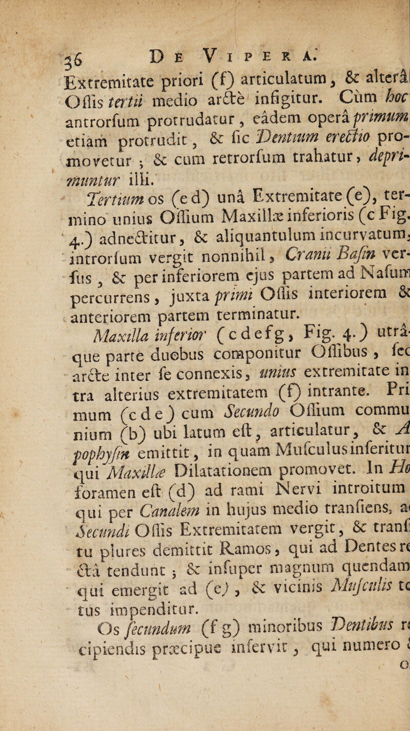 Extremitate priori (f) articulatum , & alteri. Offis ta'tii medio ar£te infigitur. Cum hoc antrorfum protrudatur , eadem opera primum etiam protrudit , & fic Ventium erehiio pro¬ movetur y & cum retrorfum trahatur? deptim muntur illi. Tertium os (ed) una Extremitate (e), ter¬ mino unius Oilium Maxillae inferioris (cFig. 4.) adneftitur ? & aliquantulum incurvatum, introrfum vergit nonnihil > Cranii Bajin ver- fus , & per inferiorem ejus partem ad Nafum percurrens 5 juxta primi Offis interiorem & anteriorem partem terminatur. Maxilla inferior ( c d e f g, Fig.^4.) utra- que parte duobus componitur Offious ? fcc arcte inter fe connexis? unius extremitatem tra alterius extremitatem (f) intrante. Fri mutn (ede) cum Secundo O ilium comniu nium (b) ubi latum eft, articulatur, & A fophyjin emittit, in quam Mufculusinferitur qui Maxille Dilatationem promovet. In Ho foramen eft (d) ad rami Nervi introitum qm per Canalem in hujus medio traifficnss a< Secundi Offis Extremitatem vergit, & tranf tu plures demittit Ramos? qui aci Dentes n £ta tendunt 5 & infuper magnum quendam qui emergit ad (e,) ? & vicinis Mujculis tc tus impenditur. Os fecundum (f g) minoribus Dentibus n cipiendis prcccipue mfervit, qui numero *, , o.