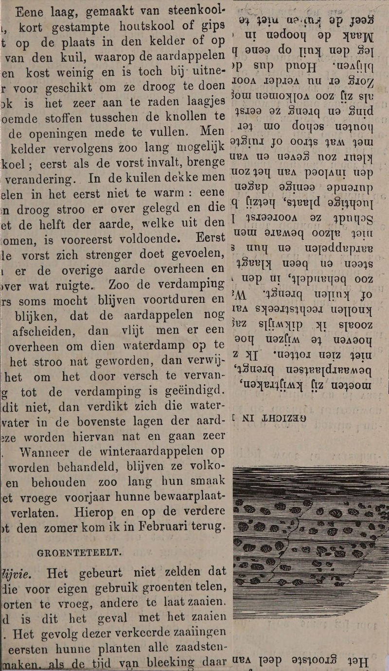 Bene laag, gemaakt van steenkool- „ kort gestampte houtskool of gips t op de plaats in den kelder of op van den kuil, waarop de aardappelen en kost weinig en is toch bij uitne- r voor geschikt om ze droog te doen &gt;k is het zeer aan te raden laagjes oemde stoffen tusschen de knollen te de openingen mede te vullen. Men kelder vervolgens zoo lang mogelijk koel; eerst als de vorst invalt, brenge verandering. In de kuilen dekke men elen in het eerst niet te warm : eene n droog stroo er over gelegd en die et de helft der aarde, welke uit den omen, is vooreerst voldoende. Eerst le vorst zich strenger doet gevoelen, mer de overige aarde overheen en ‚ver wat ruigte. Zoo de verdamping rs soms mocht blijven voortduren en blijken, dat de aardappelen nog afscheiden, dan vlijt men er een overheen om dien waterdamp op te het stroo nat geworden, dan verwi)- het om het door versch te vervan- g tot de verdamping is geéindigd. dit niet, dan verdikt zich die water- vater in de bovenste lagen der aard- ze worden hiervan nat en gaan zeer Wanneer de winteraardappelen op worden behandeld, blijven ze volko- et vroege voorjaar hunne bewaarplaat- verlaten. Hierop en op de verdere t den zomer kom ik in Februari terug. GROENTETEELT. Mivie. Het gebeurt niet zelden dat die voor eigen gebruik groenten telen, orten te vroeg, andere te laat zaaien. d is dit het geval met het zaaien Het gevolg dezer verkcerde zaaiingen eersten hunne planten alle zaadsten- tijd van bleeking daar 2 d ou do s uny uo usjoddepive un [99p 99870018 30