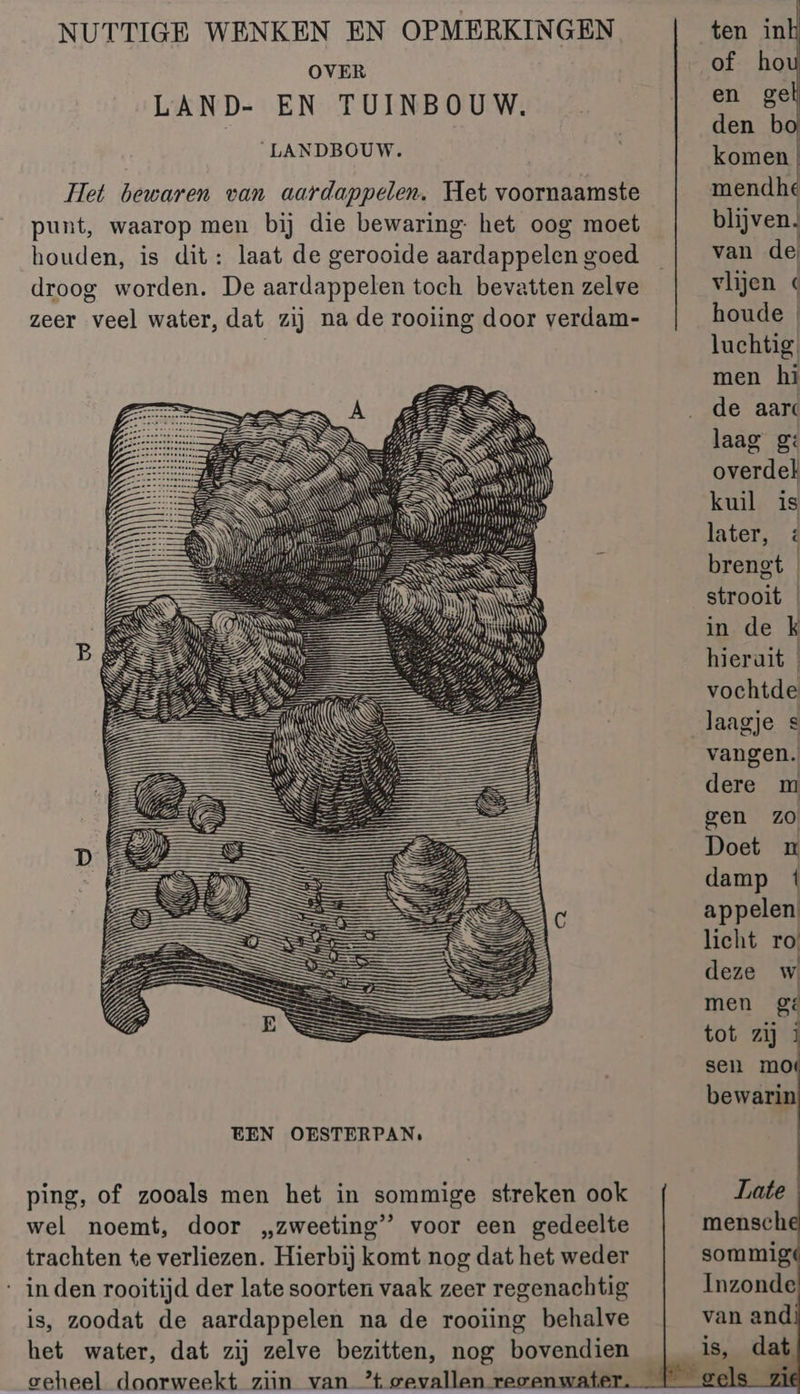 NUTTIGE WENKEN EN OPMERKINGEN OVER LAND- EN TUINBOUW. LANDBOUW. Het bewaren van aardappelen. Het voornaamste punt, waarop men bij die bewaring het oog moet houden, is dit: laat de gerooide aardappelen goed droog worden. De aardappelen toch bevatten zelve zeer veel water, dat zij na de rooiing door verdam- ping, of zooals men het in sommige streken ook wel noemt, door „zweeting’” voor een gedeelte trachten te verliezen. Hierbij komt nog dat het weder in den rooitijd der late soorten vaak zeer regenachtig is, zoodat de aardappelen na de rooiing behalve het water, dat zij zelve bezitten, nog bovendien eeheel doorweekt ziin van 't gevallen reo ten in of ho en ge den b komen mendhe blijven. van de vlijen houde luchtig men hi de aarc laag g: overdel kuil is later, . strooit in de k hierait vochtde laagje s vangen. dere m gen zo Doet n damp 1 appelen licht ro deze w men 2 tot zij