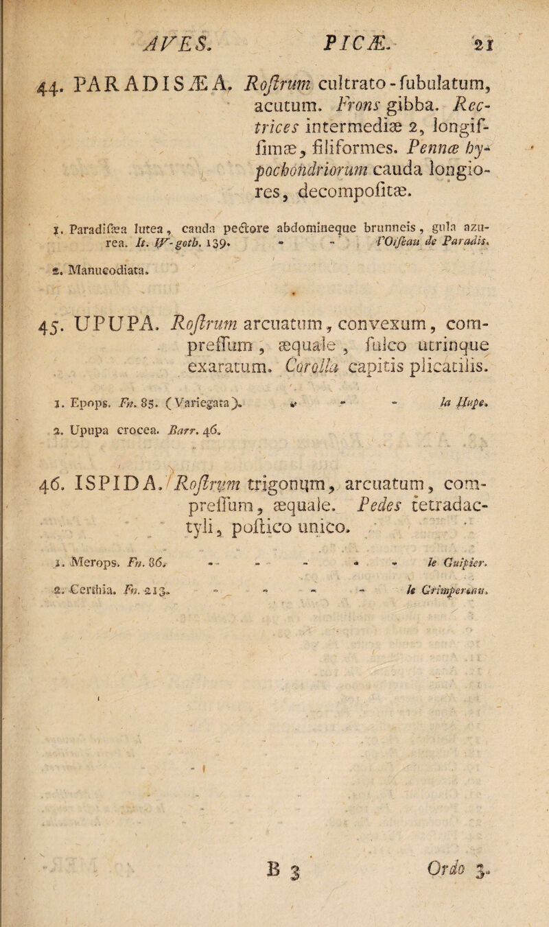 44. PAR A.DIS.E A, Rojlrum cultrato-fabulatum, acutum» Frons gibba» Rec¬ trices intermediae 2, longif- iimae3 filiformes, Penna hy¬ pochondriorum cauda longio¬ res, decompoiitge. j. Paradifea lutea, cauda pedore abdommeque brunneis, gula azn- rea. It. W'- gotb. 139» - - VOijhau de Paradis* s. Manucodiata, •X.- • * y ■ ^ : -.i ' . . . O 45. UPUPA» Rojlrum arcuatum, convexum, com- prefilim , aquale , fulco utrinque exaratum. Corolla capitis plicatilis, 1. Epops. Fn. 85. (Variegata). » la 2. Upupa crocea. Barr. 46. 46. ISPID A J Rojlrum trigonium, arcuatum, com- preflum, aequale. Pedes tetradac- tyli, poftico unico. * 1. Merops» Fu. 36» - - - «* - le Guipier. 2, -Cenhia. Fn. -213. ** le Grtmj>er&m> 1 - •