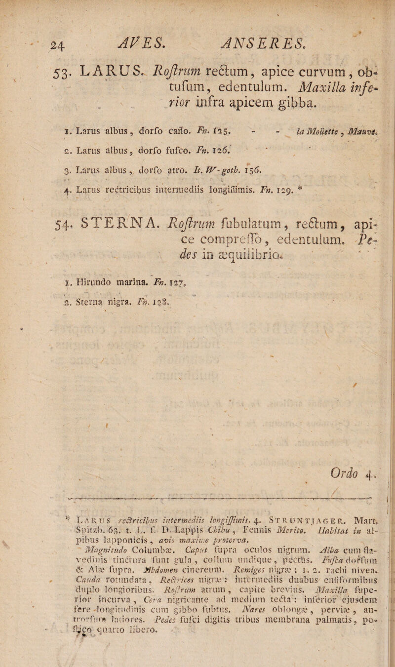 53. LARUS. Rojlrum redtum, apice curvum, ab- tufum, edentulum. Maxilla in fa¬ rior infra apicem gibba. 3. Larus albus, dorfo cailo. Fn.ii 5. - - Ia Mouette, Mauve. 2. Larus albus, dorfo fufco. Fn. 126. 3. Larus albus, dorfo atro. It.W-goth. 156. t ! ' • ' ' C 4. Larus rectricibus intermediis longiflimis. J». 129. * 54. STERNA. Rojlrum fabulatum, redtum, api¬ ce compreflo, edentulum. Pe¬ des in aequilibria. 2. Hirundo marina. Fn. 127, r • ' ■>- • • •*» a. Sterna nigra. Fn.i%$. Ordo 4. * Larus retricibus intermediis hngifjhnis. 4. StRuntjager. Mart. Spitzb. 63. t. L. f. D. Lappis 'Cbibu, Fenilis Merito. Habitat in al- pibus lapponicis, avis maxime proterva. Magnitudo Columbae. Caput fupra oculos nigrum. Jlba cum fla- vedinis tinctura funt gula, collum undique, pcettis. Fufia doffum & Alae fupra. Hbdomen cinereum. Remiges nigrae: 1.2. rachi nivea. Cauda rotundata, Retrices nigrae : intermediis duabus ehliformibus duplo longioribus. Rojlrum atrum, capite brevius. Maxilla fupe- rior incurva. Cera nigricante ad medium tedta : inferior 'ejusdem fere longitudinis cum gibbo fubttis. Nares oblongae, perviae, an-* trorftim latiores. Pedes fufei digitis tribus membrana palmatis, po- ityco quarto libero.