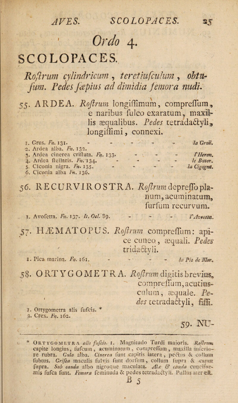 SCOLOPACES. Roflrum cylindricum , teretiufculum , ohtu~ fum. Pedes fapius ad dimidia f emora nudi. 55. ARDEA. Roflrum longiffimum, compreffum* e naribus fu Ico exaratum, maxil¬ lis aequalibus. Pedes tetrada&yJi* longiffimi, connexi. I. Grus. Fn. 131. •2. Ardea alba. Fn. 132. 3. Ardea cinerea criftata. Fn. 133. 4. Ardea ftellaris. Fn. 134. 5. Ciconia nigra. Fn. 135. 6. Ciconia alba Fn. 136. Ia Grm. T lier an. le B utor. Ia CigognS. 56. R E C URVIR O S T R A. Roflrum depreflo pia- n u m, acuminatum, furfum recurvum. 1. Avofetta. Fn. 137. It. Oel. 89. - VAvmm. 57. HiEMATOFUS. Roflrum compreflum: api¬ ce cuneo, aequali. Pedes tridaSlyli. V J 1. Pica marina. Fn.iOi. - - $a Pie de ffl&r,. ,58. O RT YGOME T R A. Roflrum digitis brevius, co m pr e ffu m, acu ti eis- culum, aequale. Pe¬ des cetradafityli, I. Ortygometra alis fufcis. * ' 2. Crex. Fn. 162. 59- * Ortygometra alis fufcis. 1. Magnitudo Turdi maioris. Roftmm capite longius, fufcum, acuminatum, compreflum, maxilla inferio¬ re rubra. Gula alba. Cinerea funt capitis latera , pedtus &. collum fubtus. Grifea maculis fulvis funt dorfum, collum fiipra & caput fupra. Sub cauda albo nigroque maculata. AIjc & cauda cuneifor¬ mis fufea funt. Femora feminuda & pedes tetradadtyli. Pullus ater elt„ ii 5