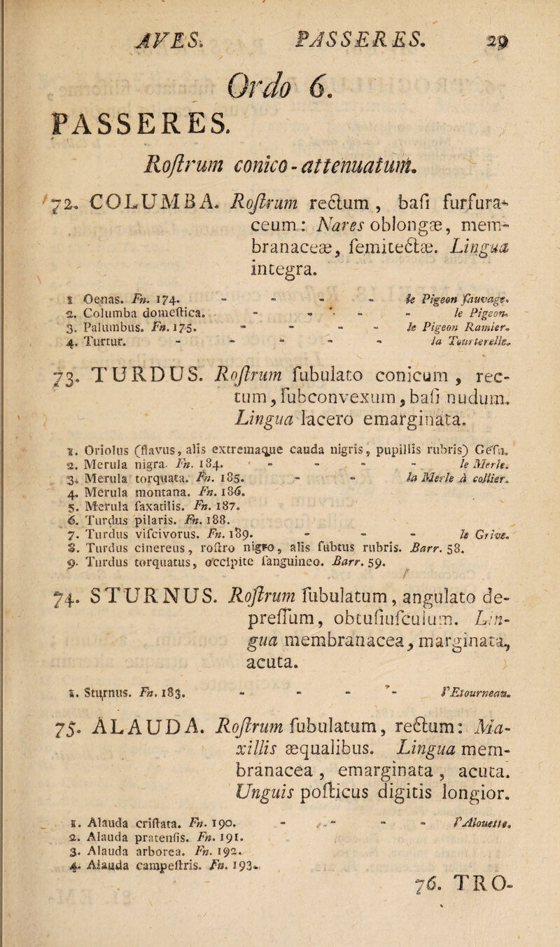 Ordo 6. PASSERES. Rojlrum conico - attenuatunL 72. COLUMBA. Rojlrum recium , bafi furfura*- ceum: Nares oblongae, mem¬ branaceae, femiteftae. Lingua integra. 1 Oenas. Fn. 174. 2. Columba domeftica. 3. Palumbus. Fn. 175. 4. Turtur. U Pigeon fauvagu !e Pigeon* U Pigeon Ramier. ia TvurUrells* 73. TURDUS. Rojlrum fabulato conicum, rec¬ tum , fiibconvexuin, bafi nudum. Lingua lacero emarginata. 1. Oriolus (flavus, alis extrema^ue cauda nigris, pupillis rubris) GefTa. 2. Merula nigra. Fn. 184. c - le Merh. 3i Merula torquata. Fn. 185. - - la Merh A collkr* 4. Merula montana. Fn. 18is. 5. Merula faxatilis. Fn. 187. 6. Turdus pilaris. Fn. 188. 7. Turdus vifcivorus. Fn. 189. - U Grive. S. Turdus cinereus, roltro nigro, alis fubtus rubris. Barr. 58. 9. Turdus torquatus, occipite fanguineo. Barr. 59. : : - - f 74. STURNUS. Rojlrum fabulatum, angulato de- preffum, obtufiufcuium. Lin¬ gua membranacea, marginata, acuta. I. Sturnus. Fn. 183. - - - P Etourneam* 75. ALAUDA. Rojlrum fubulatum, reftum: Ma¬ xillis aequalibus. Lingua mem¬ branacea , emarginata, acuta. Unguis poilicus digitis longior. 1. Alauda criftata. Fn. 190. - - - - PAlouette* 2. Alauda pratenfis. Fn. 191. 3. Alauda arborea. Fn. 192. 4. Alauda campeftris. Fn. 193«- 76. TRO-