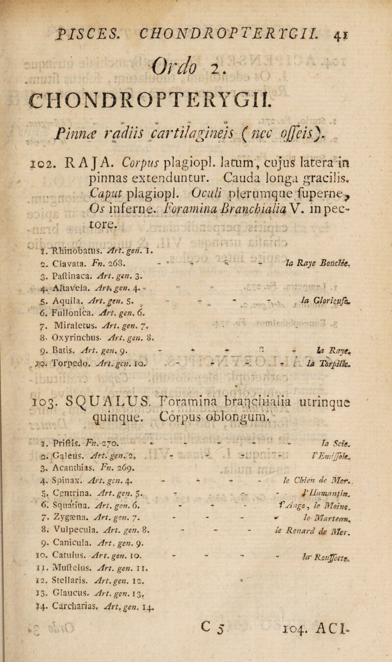 Ordo 2. CHONDROPTERYGIf. • ... & * - ** _ - Pinna radiis cartilagineis (nec ojjfcis). IC2. RAJA. Corpus plagiopl. latum, cujus latera in pinnas extenduntur. Cauda longa gracilis. Caput plagiopl. Oculi plerumque fupern-e? Os inferne. Foramina Branchialia V. in pec¬ tore. 1. Rhinobafus. Art. gen. I. 2. Clavata. F«. 263. 3. Paftinaca. Art. gen. 3. 4. Altavela. Arhgen. 4. > .5. Aquila. Art. gen. 5. 6. Fullonica. Art. gen. 6. 7. Miraletus. Art. gen. 7. 8. Oxyrinchus. Art. gen. 8. 9. Batis. Art. gen. 9. 10. Torpedo. Art. gen. iq. - - ? i la Tarplk. 3 •: l ! U Raye Boiiclee. • rffr i /# Glorigiifk. * i * 103. SQUALUS. Foramina branchialia utrinque quinque. Corpus oblongum. 1. Priftis. F«. 270. 2. Galeus. Art. gen. 2. 3. Acanthias. F». 269. 4. Spinax. Art. gen. 5. Cpntrina. Art. gen.*,. 6. Squatina. gen. 6. 7. Zygaena. gen. 7. 8. Vulpecula, gen. 8. 9. Canicula. Art. gen. 9. 10. Catulus. Art. gen. IO. 11. Muftclus. Art. gen. II. 12. Stellaris. Art.gen. 12. 13. Glaucus. Art. gen. 13, ?4* Cardianas. Art, gen. 14. XX; la Scie. VEmiJp»k., /5 Chi en de Mer.. 1’ Humani in. f Ange, /e Moine. *■' F IAarte.au, ie Renard de Mer. ter Rou^ctte, c 5 104. ACU