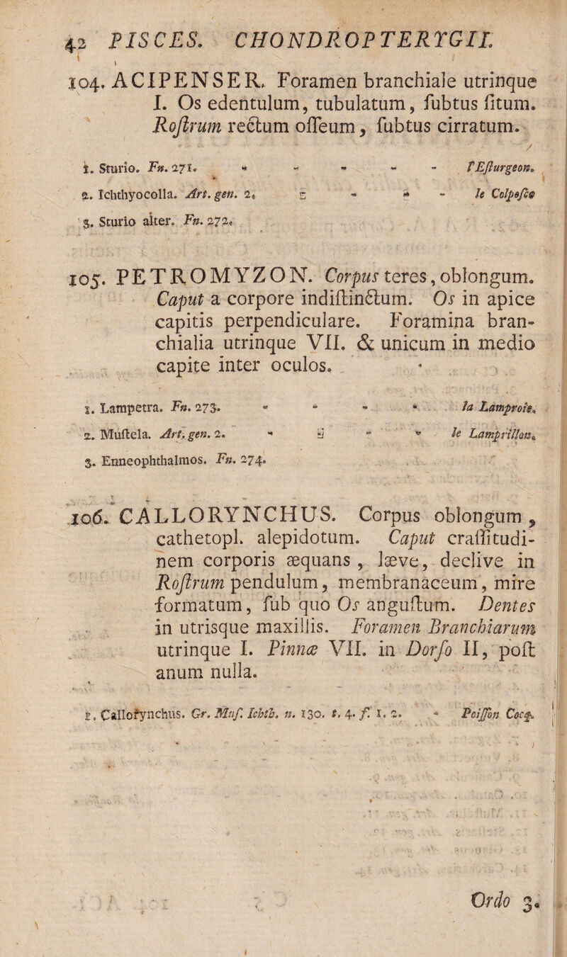 104. ACIPENSER, Foramen branchiale utrinque I. Os edentulam, tubulatum, fubtus fitum. Rojlrum rectum offeum, fubtus cirratum. , - - -* / 1. Sturio. Fn.i71« « - VEfturgeon» 2. Ich thyo colla. Art. gen. 2* e - «* - Je Colpsfse S. Sturio alter, Fn. 272, 105. PETROMYZON. Corpus tefes,oblongum. Caput a corpore indiftindtum. Os in apice capitis perpendiculare. Foramina bran¬ chialia utrinque VII. & unicum in medio capite inter oculos. 1. Larapetra. Fn. 273. - - - * la Lamprofa 2. Multela. Art. gen. 2. y w h LamprUlan«, 5. Enneophthalmos. .F«. 274. ' 7 ^ C4 ‘ 106. CALLORYNCHUS. Corpus oblongum , cathetopl. alepidotum. Caput craffitudi- nem corporis aequans , laeve, declive in Rojlrum pendulum, membranaceum, mire formatum, fub quo Os anguftum. Dentes in utrisque maxillis. Foramen Branchiarum utrinque I. Pinnae VII. in Dorfo II, poft anum nulla. l, Callofynchus. Gr. Mnf. Ichtb. u. 130. t, 4. f. I. 2. - PciJ/bn Cocf*