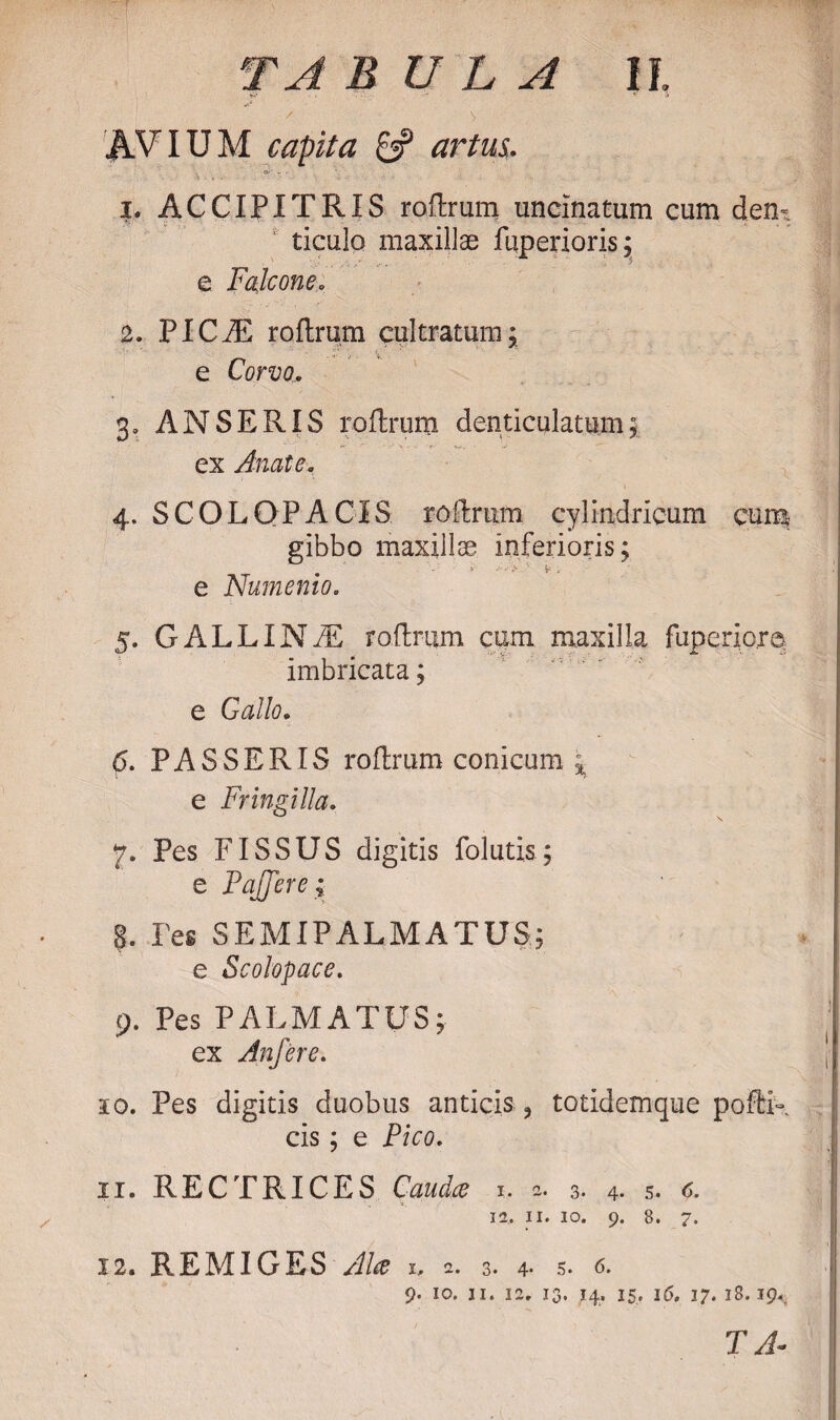  / ' > AVIUM capita £5? artus• 1. ACCIPITRIS roflrum uncinatum cum dem ticulo maxillae fuperioris; e Falcone. 2. PICiE roflrum cultratum; e Corvo, 3 0 ANSERIS roflrum denticulatum; ex Anate. 4. SCOLOPACIS roflrum cylindricum cum gibbo maxillae inferioris; V- L. e Numenio. 5. GALLINfE roflrum cum maxilla fuperiorq. imbricata; e Gallo. 6. PASSERIS roflrum conicum \ e Fringilla. 7. Pes FISSUS digitis folutis; e Fqjjere; $. Pes S EM IP ALMA TUS; e Scolopace. 9. Pes PALMATUS; ex Anfere. 10. Pes digitis duobus anticis , totidemque polli¬ cis ; e Pico. 11. RECTRICES Caudee 1. 2. 3. 4- 5. 6. 12, 11. 10. 9. 8. 7. 12. REMIGES Alee 1, 2. 3. 4. 5. 6. 9. IO. II. 12. 13. 14, 15» 16. 17. 18.194;