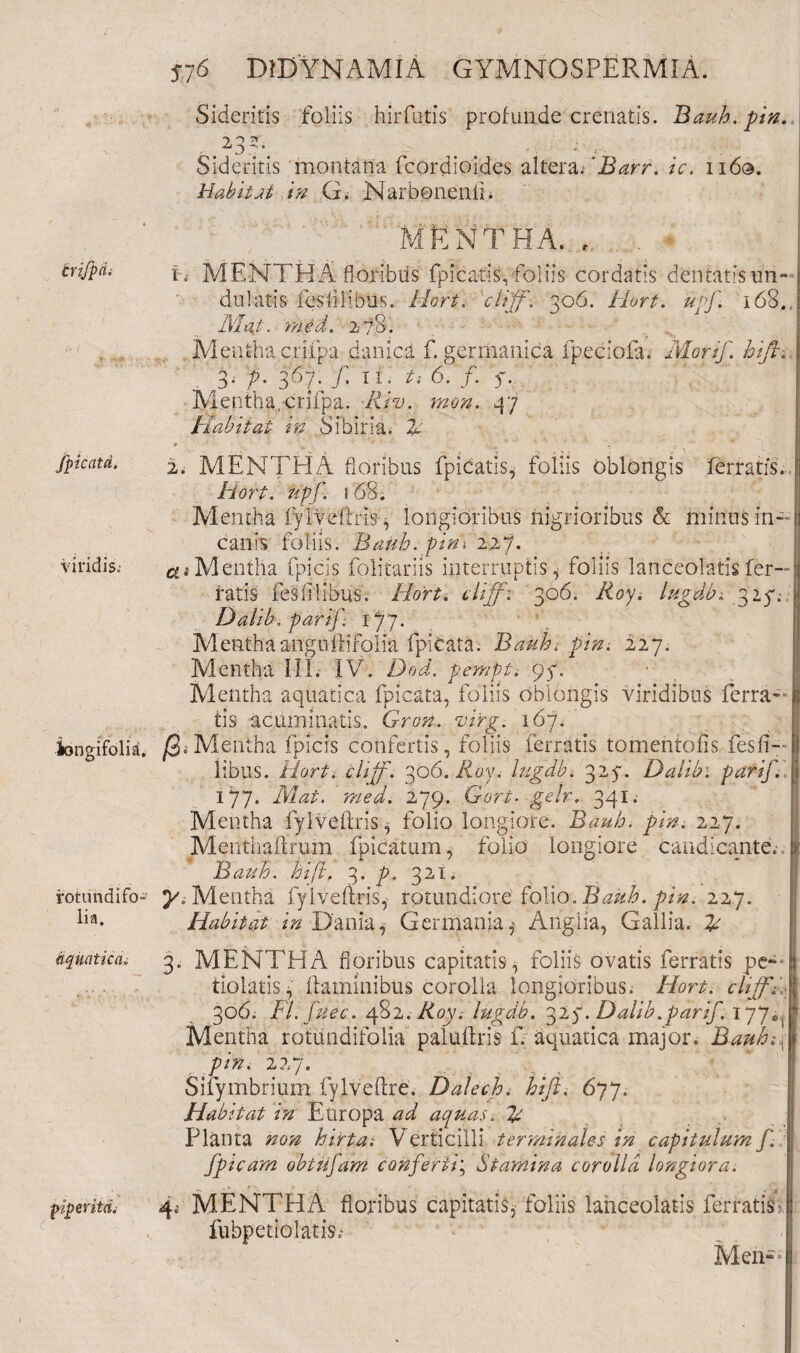 Sideritis foliis hirfutis profunde crenatis. Bauh. pin. ‘5: Sideritis montana fcordioides alteraRBarr. ic. 1160. Habitat in G. Narbonenfi. trifpd. MRntha. . , MENTHA floribiis fpiVatis,foliis cordatis dentatlsim- duhitis feblibus. Hort. cliff. 306. hort. upf, 168. Hiat. med. 278. Mentha criipa danica f. germanica fpeciofa. Mori/, hift. 3.- p. 367. f. xi„ ti 6. f f. Mentha,crifpa. /W. 37 Habitat in Sibiria. 2c fpicatci. 2. MENTHA floribus fpicatis, foliis oblongis ferratis. Hort. upf. 168. Mentha fylvdlris, longioribus nigrioribus & minus in¬ canis foliis. Bauh. pini ni. di Mentha Epicis folitariis interruptis, foliis lanceolatis fer¬ ratis fesiiiibus. Hort. cliffi 306. Roy. lugdb. 32.7. Dalib. parif ip 7. MenthaanguiliTolia fpicata. Bauh. 227. Mentha III. IV. Dod. pempt. 95. Mentha aquatica fpicata, foliis oblongis viridibus ferra¬ tis acuminatis. Gron. znrg. 167. longifolia. /3« Mentha Ipicis confertis, foliis ferratis tomentofls fesfi- libiis. Hort. cliff. 306. Roy. lugdb. 325. Dalibi parif. 177. Ate. 279. Gor/u gdr, 341. Mentha fylvdlris, folio longiore. Bauh. pin. 227. Mentha ftrum fpicatum, folio longiore candicante., Bauh. hi [i, 3, p. 32i. rotundi fo- ^.Mentha fylvdlris, rotundiore folio. Bauh. pin. 227. Habitat in Dania, Germania^ Anglia, Gallia. £ 3. MENTHA floribus capitatis, foliis ovatis ferratis pe» tiolatis, flaminibus corolla longioribus. Hort. cliff F 306. Fl.fuec. 482. Roy i lugdb. 325. Dalib. parif. 177^ Mentha rotundifolia paluflris f. aquatica major. BauBt\ pin. 227. Sifymbrium fylveftre. Dalech. hift. 677. Habitat in Europa W aquas. F Planta non hirta: Verticilli terminales in capitulum f. fpicam obtufam conferti; Stamina corolla longiora. 4^ MENTHA floribus capitatis, foliis lanceolatis ferratis fubpetiolatis,- Men- lia. aquatica pipevitd.