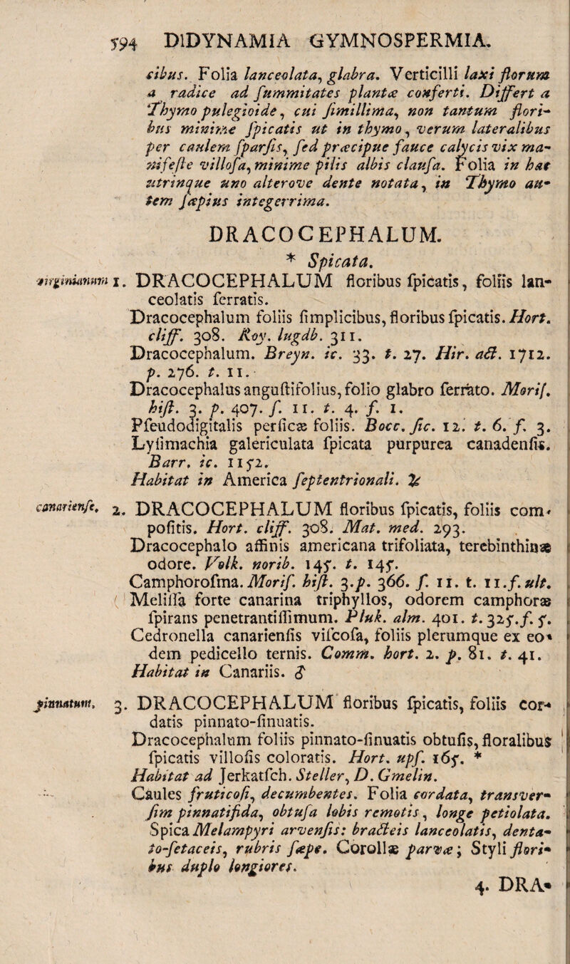 sibus. Folia lanceolata, glabra. Verticilli laxi florum a radice ad fummitates piant ce confer fi. Differt a 'Thymo pulegloide, cui jimillima, non tantum flori- bus minime Jpicatis ut in thymo, verum lateralibus per caulem fparfis, fed prcecipue fauce calycis vix ma- nifefte villofa, minime pilis albis claufa. r olia in hae zitrinque uno alter ove dente notata, in Thymo au* tem Japius integerrima. DRACOCEPHALUM. * Spicata. jug miurawi j. DRACOCEPHALUM floribus fpidatis, foliis lan- ceolatis ferratis. Dracocephalum foliis fimplicibus, floribus fpicatis. Hort. clff. 308. Roy. lugdb. 311. Dracocephalum. Breyn. ic. 33. t. 27. Hir. ad. 1712. p. 276. t. 11. Dracocephalusanguftifolius, folio glabro ferrato. Mori[. hifl. 3. f. ^07. f. 11. t.j. f. 1. Pfeudodigitalis perficas foliis. Bocc.fic. 12. t. 6. f. 3. Lyfimachia galericulata fpicata purpurea canadenlis. Barr, ic. 1152. Habitat in America feptentrionali. & canarten/e, 2. DRACOCEPHALUM floribus fpicatis, foliis com» * pofitis. Hort. clff. 308. Mat. med. 293. Dracocephalo aflinis americana trifoliata, terebinthinae i odore. Volk. norib. 145. t. 145. Camphorofma. Morif. hift. 3.p. 3 66. f. 11. t. 11 .fuit. , ( Melilfa forte canarina triphyllos, odorem camphorae t lpirans penetrandflimum. Pluk. alm. 401. t. 325./. f. , Cedronella canarienfis vifcofa, foliis plerumque ex eo* * dem pedicello ternis. Comm. hort. 2. p. 81. t. 41. Habitat in Canariis. $ pinnatum. g. DRACOCEPHALUM floribus fpicatis, foliis cor-* datis pinnato-finuatis. Dracocephalum foliis pinnato-finuatis obtufis, floralibus fpicatis villofis coloratis. Hort. upf. 165. * Habitat ad Jerkatfch. Steller, D. Gmelin. Caules frutico fi, decumbentes. Folia cordata, trans ver* fim pinnatifida, obtufa lobis remotis, longe petiolata. Spica Melampyri arvenfis: bradeis lance olatis, dent a* tofetaceis, rubris flepe. Corollae parva; Styli flori* j phs duplo longiores. 4. DRA* «