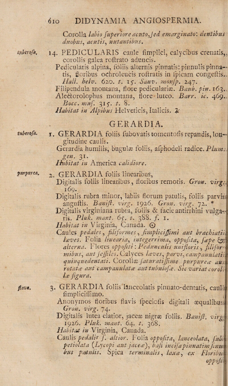 tuforofa. tuhvofcL purpurea. flava, 6io DIDYNAMIA ANGIOSPERMIA. Corolla labio fiupertore acuto,] ed emarginato', dentibus duobus, acutis, nutantibus, 14. PEDICULARIS caule fimpliCi, calycibus crcnatis,. corollis galea roftrato aduncis. Pedicularis alpina, foliis alternis pinnatis: pinnulis pinna¬ tis, floribus ochroleucis rofrratis in fpicam congeftis., HalL helv. 620. t. iy. Sauv. monfip. 247. Filipendula montana, flore pedicularias. Baub. pin. 163. Alebtorolophus montana, flore luteo. Barr. u. 469. Bocc.mnfi. 317. t. 8. Habitat in Alpibus Helveticis, Italicis, hc GERARDIA. 1. GERARDIA foliis fubovatis tomentofls repandis, lon¬ gitudine caulis. Gerardia humilis, bugulte foliis, afphodcli radice. Plura, gen. 31. Idnbiiat in America calidiore. 2. GERARDIA foliis linearibus, Digitalis foliis linearibus, floribus remotis. Gron. virg: 169. Digitalis rubra minor, labiis florum patulis, foliis parvis , anguftis. Banifl. virg. 1926. Gron. virg. 72. * .Digitalis virginiana rubia, foliis & facie antirrhini vulga- ; ris. Pluk. mant. 6y. t. 388. /. 1. Habitat in Virginia, Canada. © Caules pedales, filiformes, fimpliciffimi aut brachiati, laves. Folia linearia, integerrima, oppoflta, fape Lr alterna. Flores oppojiti : Pedunculis unifloris, filifor \ mibus, aut fejfiles. Calyces laves, parvi, campanulati \ quinque dentati. Corolla:, fatur ati jjime purpurea au, rutata aut carnpanulata auttubulufa. Sic variat corqI \ la figura. 3. GERARDIA foliis Lnceolatis pinnato-dentatis, caul iimpliciffimo. , Anonymos floribus flavis lpeciofis digitali sequalibusb Gron. virg. 74, Digitalis lutea elatior, jacete nigrae foliis. Banifl, virg I 1926. Pluk. mant. 64. t. 368. Habitat in Virginia, Canada. Caulis pedalis fi altior. Folia oppofita, lanceolata, fiuk petiolata (Lycopi aut j ac ea fi baji incifia pinnatim finm bus patulis. Spica terminalis, laxa, ex Floribu oppoji j