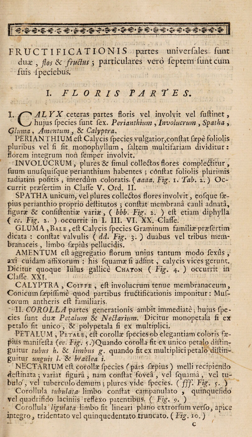 FRUCTIFICATIONIS partes univerfales funt dux , flos & fructus ; particulares vero fepteniTunt cum Tuis Fpeciebus. ' I. FLORIS PAR F E S. I. ALYX ceteras partes floris vel involvit vel fuflinet 3 hujus fpecies funt fex. Perianthium , Involucrum 3 Spatha , Gluma, Amentum , & Calyptra. PERIANTHIUM eft Calycis fpecies vulgatior,conftat faepe foliolis pluribus vel fi fit monophyllum , faltem multifariam dividitur: florem integrum non femper involvit. INVOLUCRUM, plures & fimul colledlos flores complebitur , fuum unufquifque perianthium habentes ; cdnftat foliolis plurimis radiatim pofitis > interdum coloratis. ( aaaa. Fig. i. Tab. i.) Oc¬ currit prsefertim in ClafTe V. Ord. II. SPATHA unicum, vel plures colle&os flores involvit, eofque fx- pius perianthio proprio defiitutos 5 conflat membrana cauli adnata, figura? & confiflentia? varia?, ( bbb. Fig. 2. ) efl: etiam diphylla ( cc. Fig. 2. ) occurrit in I. III. VI. XX. ClafTe. GLUMA ,Bale , ell Calycis fpecies Graminum familia? pra?fertim dicata : conflat valvulis ( dd. Fig. 3. ) duabus vel tribus mem¬ branaceis , limbo fa?pius pellucidis. AMENTUM eft aggregatio florum unius tantum modo fexus , axi cuidam affixorum : his fquama? fi adfint, calycis vices gerunt. Dicitur quoque Iulus gallice Chaton ( Fig. 4. ) occurrit in ClafTe. XXr. CALYPTRA , CoiFFE , efl: involucrum tenue membranaceum. Conicum faepiflime quod partibus frudlificationis imponitur: Muf- corum antheris efl familiaris. II. COROLLA partes generationis ambit immediate j hujus fpe¬ cies funt dua? Petalum & Nebtarium. Dicitur monopetala fi ex petalo fit unico , & polypetala fi ex multiplici. PETALUM , Petale, efl corollae fpeciesod elegantiam Coloris fe- pius manifefta (ee. Fig. 5.)Qua-ndo corolla fit ex unico petalo diftin» guitur tubus h. & limbus g. quando fit ex multiplici petalo diftin- guitur unguis l. & btatlea i. If NECTARIUM efl corolla? fpecies ( pars fa?pius ) melli recipiendo deflinata ; variat figura , nam conflat fovea , vel fquama , vel tu¬ bulo', vel tuberculo demum ; plures vide fpecies. ( fff. Fig. y. ) Corollula tubulata limbo conflat campanulato , quinquefido vel quadrifido laciniis reflexo patentibus. ( Fig. 9. ) Cofollula' ligtilata limbo fit lineari plano extrorfum verfo, apice integro, tridentato vel quinquedentato truncato. (Fig. 10.) * c