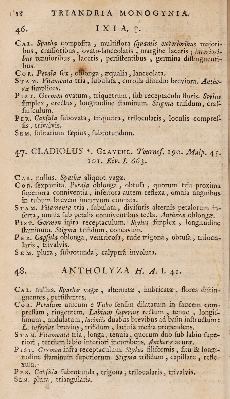 4*5, I X I A, f. Cal. Spatha compofita , multiflora fquamis exterioribus majori¬ bus , craflioribus, ovato-lanceolatis , margine laceris ; interiori- bus tenuioribus , laceris, perliftentibus , germina difiinguenti- bus. m Cor. Petala fex, oolonga , aequalia , lanceolata. S t a m. Filamenta tria , fubulata , corolla dimidio breviora. Anthe- ra flmplices. P i s t. Germen ovatum, triquetrum, fub receptaculo floris. Stylus fimplex 3 eredus, longitudine ilaminum. Stigma trifidum, craL fiufculum. Per. Capfula fubovata, triquetra, trilocularis, loculis compref- fis , trivalvis. SeMo folitarium faepius, fubrotundum. 47. GLADIOLUS *. Glayeul. Tournef. 15)0. AFalp. 45, 101. Riv. I. 66 3. Cal. nullus. Spatha aliquot vagae. Cor. fexpartita. Petala oblonga, obtufa , quorum tria proxima fuperiora conniventia, inferiora autem reflexa, omnia unguibus in tubum brevem incurvum connata. Stam. Filamenta tria, fubulata, divifuris alternis petalorum in¬ ferta, omnia fub petalis conniventibus te&a. Anthera oblongae. PrsT. Germen infra receptaculum. Stylus fimplex , longitudine ftaminum. Stigma trifidum, concavum. Per. Capfula oblonga, ventricofa, rude trigona , obtufa , trilocu¬ laris , trivalvis. Sem. plura, fub rotunda, calyptra involuta, 48. AMTHOLY2A H. J. I. 41. Cal. nullus. Spatha vagae , alternatae , imbricatae , flores difiin- guentes, perfidentes. , Cor. Petalum unicum e Tubo fenfim dilatatum in faucem com- f preflam , ringentem. Labium fuperius redtum , tenUe , longif- fimum , undulatum, laciniis duabus brevibus ad bafin inftrudtum: L. inferius brevius, trifidum , lacinia media propendens. Stam. Filamenta tria, longa, tenuia, quorum duo fub labio fupe- riori, tertium labio inferiori incumbens. Anthera acuta?. Pist. Germen infra receptaculum. Stylus filiformis , fitu & longi¬ tudine fiaminum fuperiorum. Stigma trifidum , capillare , refle¬ xum. - Per. Capfula fubrotunda , trigona , trilocularis, trivalvis. Sem. plura, triangularia.