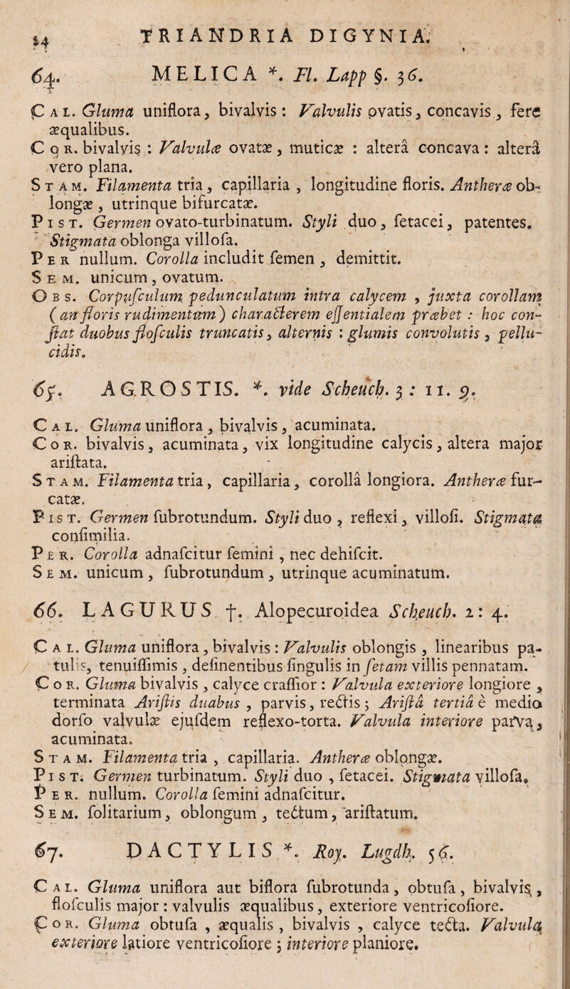 « IRIANDRIA D I G Y N I A. 6^. MELICA *. FI. Lapp §. 36. |Cal Gluma uniflora, bivalvis: Valvulis pvatis, concavis , fere aequalibus. C o r. bivalyis : Valvula ovatae, muticae : altera concava : altera vero plana. S t a m. Filamenta tria, capillaria , longitudine floris. Anthera ob« longae, utrinque bifurcatae. Pist. Germen ovato-turbinatum. Styli duo, fetacei, patentes. Stigmata oblonga villofa. Per nullum. Corolla includit femen , demittit. S e m. unicum, ovatum. O b s. Corpufiulum pedunculatum intra calycem , juxta corollam (an floris rudimentum') charafflerem ejjentialem prabet: hoc con¬ flat duobus flofculis truncatis 3 alternis : glumis convolutis, pellu¬ cidis. 6$, AG.ROSTIS. *. vtde Scheuch. 3; 11. 5. C a t. Gluma uniflora , bivalvis , acuminata. Cor. bivalvis, acuminata, vix longitudine calycis, altera major arilfata. S t a m. Filamenta tria, capillaria , corolla longiora. Anthera fur- catae. P-ist. Germen fubrotundum. Styli duo , reflexi , villofi. Stigmata confimilia. Per. Corolla adnafcitur femini , nec dehifcit. S e m. unicum , fubrotundum , utrinque acuminatum. 66. L A GURUS f. Alopecuroidea Scheuch. 1: 4. C ai. Gluma uniflora, bivalvis : Valvulis oblongis, linearibus pa¬ tui s, tenuiffimis , delinentibus lingulis in fetam villis pennatam. Cor. Gluma bivalvis , calyce cralfior : Valvula exteriore longiore , terminata Ariflis duabus , parvis, redHs; Arifld tertia e media dorfo valvulae ejufdem reflexo-torta. Valvula interiore pai\aa acuminata, S t a m. Filamenta tria , capillaria. Antherre oblongae. Pist. Germen turbinatum. Styli duo , fetacei. Stigmata villofa» Per. nullum. Corolla femini adnafcitur. S e m. folitarium, oblongum , tedtum, ariftatum. 6j. DACTYLIS *. Roy. Lugdh. 56. Cal. Gluma uniflora aut biflora fubrotunda, obtufa, bivalvis,, flofculis major : valvulis aequalibus, exteriore ventricoliore. Cor. Gluma obtufa , aequalis, bivalvis , calyce tedta. Valvula exteriore latiore ventricoliore ; interiore planiore.