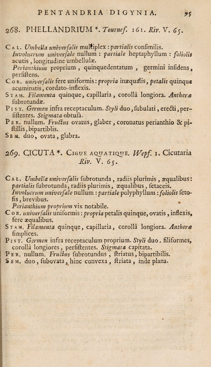 r> 268* PHELLANDRIUM *. Tournef 161, Riv. V. Cal. Umbella univer falis multiplex : partialis confimilis. Involucrum univerJ ale nullum : partiale heptaphyllum : foliolis acutis, longitudine iimbellulae. Perianthium proprium , quinquedentatum , germini infidens, perfiftens. Cor. univerfalis fere uniformis: propria inaequalis , acuminatis, cordato-inflexis. Stam. Filamenta quinque, capillaria, corolla longiora. Anthera fubrotundx. P1 s t. Germen infra receptaculum. Styli duo,fubulati, eredi, per- iiftentes. Stigmata obtufa. P e r. nullum. Frullus ovatus, glaber , coronatus perianthio & pi- ftillis, bipartiblis. Sem. duo, ovata, glabra. ' ' : • ' ' '■ ' . ■ ' M'.; , ■ 269. CICUTA*. Cigue aquatiqtje. JF^epf. i. Cicutaria Cal. Umbella univerfalis fubrotunda , radiis plurimis , aequalibus: partialis fubrotunda, radiis plurimis, aequalibus, fetaceis. Involucrum univerfale nullum : partiale polyphyllum: foliolis feto- fis, brevibus. Perianthium proprium vix notabile. Cor. univerfalis uniformis: propria petalis quinque, ovatis, inflexis, fere aequalibus. Stam. Filamenta quinque, capillaria, corolla longiora. Anthera fimplices. P1 s t. Germen infra receptaculum proprium. Styli duo, filiformes, corolla longiores, perfiftentes. Stigmata capitata. Per. nullum. Frutius fubrotundus , flriatus, bipartibilis. Sem. duo, fubovata, hinc convexa , llriata , inde plana. petalis quinqu®