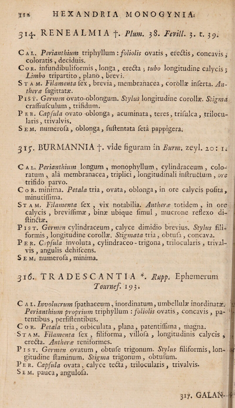 314. RENEALMIA f. Pium. 38. Fevill. 3. t. 39. , ‘ ' \ Cal. Perianthium triphyllum: foliolis ovatis, eredtis, concavis, coloratis, deciduis. Cor. infundibulifonnis , longa , eredta 3 tubo longitudine calycis; Limbo tripartito , plano , brevi. S t a m. Filamenta fex, brevia, membranacea, corollae inferta. An- therce fagittatae. PiSf. Germen ovato-oblongum. Stylus longitudine corollae. Stigma, craffiufculum, trifidum. P er. Capfula ovato oblonga3 acuminata, teres, trifulca, trilocu¬ laris , trivalvis. S e m. numerofa, oblonga, fullentata feta pappigera. 3 xy. BURMANNIA f. vide figuram ih Burm. zeyl. 20: i; Cal. Perianthium longum , monophyllum, cylindraceum , colo¬ ratam , ala membranacea, triplici, longitudinali inftrudtum , ore trifido parvo. Cor. minima. Petala tria, ovata, oblonga, in ore calycis polita, minutiflima. Stam. Filamenta fex, vix notabilia. Anthera totidem, in ore calycis , breviffimae, binas ubique limul , mucrone reflexo di- | ftindlae. , P 1 s t. Germen cylindraceum , calyce dimidio brevius. Stylus fili- ii formis, longitudine corollae. Stigmata tria, obtufa , concava. Per. Capfula involuta, cylindraceo - trigona, trilocularis , trival- \ vis , angulis dehifcens. S e Mi numerofa, minima. 316. TRADE5CANTIA *. Rupp* Ephemerum Tournef iyy. Cal. Involucrum fpathaeeum, inordinatum, umbellulae inordinatae. Perianthium proprium triphyllum : foliolis ovatis , concavis , pa¬ tentibus , perfiftentibus. Cor. Petala tria, orbiculata, plana, patentiffima, magna. Stam. Filamenta fex , filiforma, villofa , longitudinis calycis * eredta. Antherce reniformes. I3 1 s t. Germen ovatum , obtufe trigonum. Stylus filiformis, lon¬ gitudine flaminum. Stigma trigonum, obtufum. Per. Capfula ovata, calyce tedla, trilocularis, trivalvis. S e m. pauca, angulofa. 317. GALAN-