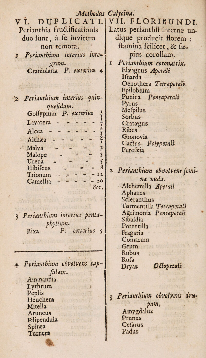 VI. duplicati. Perianthia fru&ificationis duo funr, a fe invicem non remota. j Perianthium interius inte¬ grum. Craniolaria P. exterius 4 % Perianthium interius quin- quefidum. Goflypium P. exterius i- Lavatera - - - - - 7 Alcea ------ 7 Althaea - - - - - 7 Malva 3 Malope - 3 Crena - - - 5' Hibifcus ~ - - 8 Trionum - - - - -11 Camellia - - - - - 20 &c. 3 Perianthium interius penta- phyllum. Bixa P. exterius 5 4 Perianthium obvolvens cap- fulanu Ammannia Lythrum s Peplis Heuchera Mitella Aruncus Filipenduia Spiraea Turnera «l VII. FLORIBUNDI. Latus perianthii interne un¬ dique producit florem : flamina fcilicet, & fae- pius corollam. 1 Perianthium coronat rix* Elaeagnus Apetali Ifnarda Oenothera Tetrapetali Epilobium Punica Pentapetali Pyrus Mefpilus Sorbus Crataegus Ribes Gronovia Cadus Polypetali Perefkia 2. Perianthium obvolvens femi¬ na nuda. Alchemilla Apetali Aphanes Scleranthus Tormentilla Tetrapetali Agrimonia Pentapetali Sibaldia Potentilla Fragaria Comarum Geum Rubus Rofa Dryas OSlopetaU 5 Perianthium obvolvens drtfr pam, Amygdalus Prunus Cefarus Padus