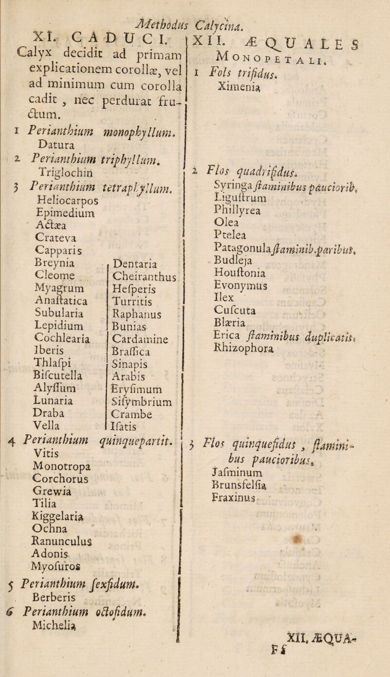 Methodus XL CADUCI. Calyx decidit ad primam explicationem corolla^ vel ad minimum cum corolla cadit , nec perdurat fni~ dtiim. i Perianthium monophyllum. Datura vft Caljctna. XII. ^ Q^U ALES Monopetali. tetraptyllum. Perianthium triphjllum. Triglochiri Perianthium Heiiocarpos Epimedium Adtasa Crateva Capparis Breynia Cleome Myagrum AnaRatica Subalaria Lepidium Cochlearia Iberis Thlafpi Bifcutella Alylfum Lunaria Draba Vella Dentaria Cheiranthus Hefperis Turritis Raphanus Bunias Cardamine Braffica Sinapis Arabis E ry fimum Sifymbrium Crambe Ifatis 4 Perianthium quinquepartita Vitis Monotropa Corchorus Grewia Tilia Kiggelaria Ochna Ranunculus Adonis Myofuros 5 Perianthium fexfidum. Berberis 6 Perianthium oftofidum* Michelia 2 Flos quadrifidus i Syringa flaminibus ptiuciorih* Liguftrum Phillyrea Olea Ptelea Patagonula ftaminib.paribus* Budleja Houllonia Evonymus Ilex Cufcuta Blxria E rica flaminibus duplis atiti Rhizophora Flos quinque fidus bus jafminum Brunsfelfia Fraxinus