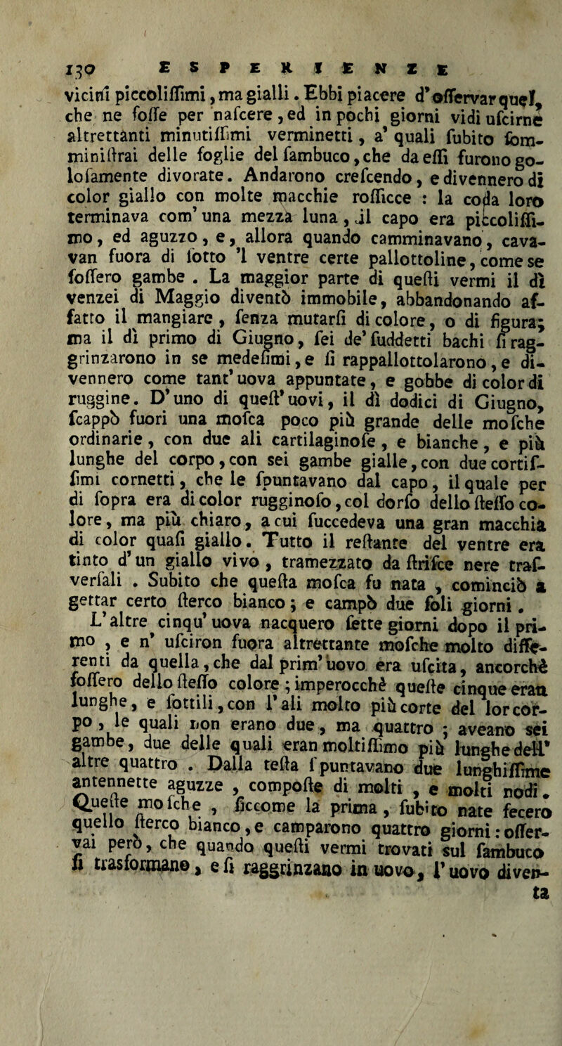 f 130 esperienze viciòi piccoliflìmi, ma gialli. Ebbi piacere d’offervar quel che ne folle per nafeere, ed in pochi giorni vidiufeirné altrettanti minuti {Fimi verminetti, a’ quali fubito fom- miniArai delie foglie dei Tambuco, che daeffi furono go- lofamente divorate. Andarono credendo, e divennero di color giallo con molte macchie roffìcce : la coda loro terminava eom’ una mezza luna, il capo era piccolidì- mo, ed aguzzo, e, allora quando camminavano, cava- van fuora di lòtto ’1 ventre certe pallottoline, come se fodero gambe . La maggior parte di quelli vermi il dì venzei di Maggio diventò immobile, abbandonando af¬ fatto il mangiare , fenza mutarfi di colore, o di figura; ma il dì primo di Giugno, fei de’fuddetti bachi fi rag¬ grinzarono in se medefìmi,e lì rappallottolarono,e di¬ vennero come tant’uova appuntate, e gobbe di color di ruggine. D’uno di quell’uovi, il dì dodici di Giugno, fcappò fuori una mofea poco piò grande delle mofche ordinarie, con due ali cartilaginofe , e bianche, e piò lunghe del corpo,con sei gambe gialle,con duecortif- fìmi cornetti, che le fpuntavano dal capo, il quale per di fopra era di color rugginofo ,col dorfo dello Iteffo co¬ lore, ma piu chiaro, acuì fuccedeva una gran macchia di color quali giallo. Tutto il refìante del ventre era tinto d’un giallo vivo, tramezzato da Aride nere traf- verfali . Subito che quella mofea fu nata , cominciò a gettar certo Aereo bianco ; e campò due foli giorni. L’altre cinqu’uova nacquero fette giorni dopo il pii¬ mo , e n* ufeiron fuora altrettante mofche molto diffe¬ renti da quella,che dal prim’uovo era udita, ancorché fodero dello Aedo colore ; imperocché quelle cinque eraa lunghe, e lottili, con l’ali molto piò corte del ior cole¬ po , le quali non erano due, ma quattro ; aveano sei gambe, due delle quali eran molti dimo piò lunghe deli* altre quattro . Dalla teAa fpuntavano due lunehidime antennette aguzze , compode di molti , e molti nodi * 11 a °kh,e » 6ccome la prima, fubito nate fecero quello iterco bianco,e camparono quattro giorni:oder- vai pero, che quando queAi vermi trovati sul Tambuco trasformano, ed raggrinzano in uovo, l’uovo diven¬ ta