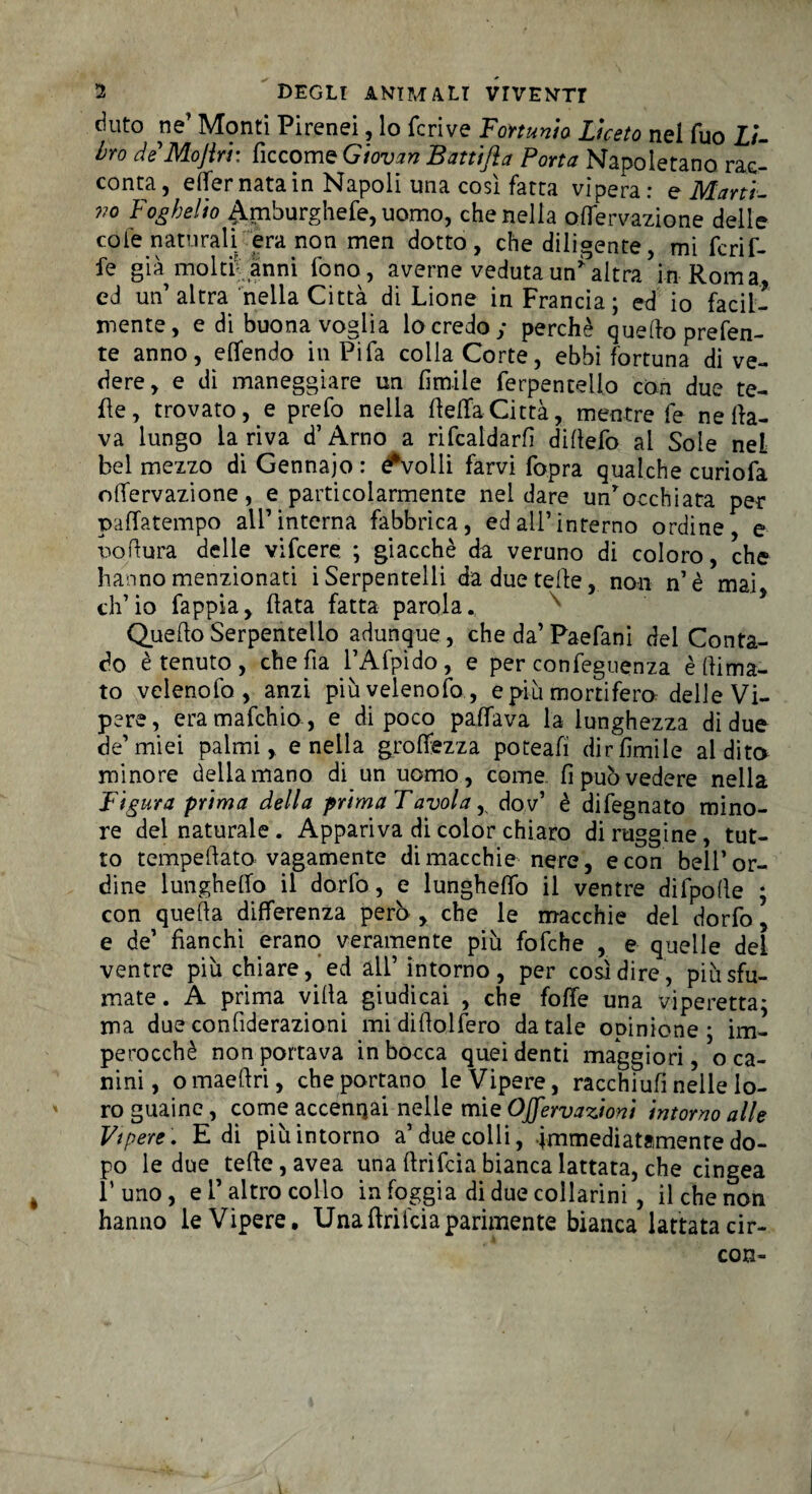 duto ne’ Monti Pirenei, lo fcrive Foftunio Liceto nel Tuo Li¬ bro deMoJìri: ficcome Giovan Battifta Porta Napoletano rac¬ conta, effer nata in Napoli una così fatta vìpera: e Marti¬ no Fog belio ^mburghefe, uomo, che nella oifervazione delle cole naturali era non men dotto, che diligente, mi feri fi¬ fe già moltiVanni fono, averne veduta un* altra in Roma, ed un’altra nella Città di Lione in Francia ; ed io facil¬ mente, e di buona voglia lo credo ; perchè quedo prefen- te anno, effendo in Pi fa colla Corte, ebbi fortuna dive¬ dere, e dì maneggiare un limile ferpentelio con due te¬ de , trovato, e prefo nella della Città, mentre fe ne da¬ va lungo la riva d’Arno a ribaldarli dilìefo al Sole neL bel mezzo di Gennajo : Svolli farvi fopra qualche curiofa oifervazione, e particolarmente nei dare un’occhiata per paffatempo all’interna fabbrica, ed all’interno ordine, e nodura delle vifcere. ; giacché da veruno di coloro, che hanno menzionati iSerpentelli da due tede, non n’è mai, eh’ io fappia, data fatta parola^ Quedo Serpentello adunque , che da’Paefani del Conta¬ do è tenuto, che da l’Afpìdo, e per confeguenza èdima- to velenofo , anzi più velenofo, e più mortifero delle Vi¬ pere, era mafehio, e di poco palfava la lunghezza di due de’miei palmi, e nella grolfezza poteafi dir limile al dito minore della mano di un uomo, come fi può vedere nella Figura prima della prima Tavola , dov’ è difegnato mino¬ re del naturale . Appariva di color chiaro di ruggine , tut¬ to tempedato vagamente di macchie nere, e con bell’or¬ dine lunghetto il dorfo, e lunghedò il ventre difpode * con quella differenza però , che le macchie del dorfo ’ e de’ fianchi erano veramente più fofche , e quelle del ventre più chiare, ed all’intorno, per così dire, più sfu¬ mate. A prima villa giudicai , che folle una viperetta; ma dueconfiderazioni mididolfero datale opinione; im¬ perocché non portava in bocca quei denti maggiori, o ca¬ nini, omaedri, che portano le Vipere, racchiufi nelle lo¬ ro guaine, come accennai nelle mie Ojfervazioni intorno alle Vipere. E di più intorno a’due colli, immediatamente do¬ po le due tede,avea una drifeia bianca lattata, che cingea l’uno, e l’altro collo in foggia di due collarini , il che non hanno le Vipere. Una drifeia parimente bianca lattata cir- ' con-