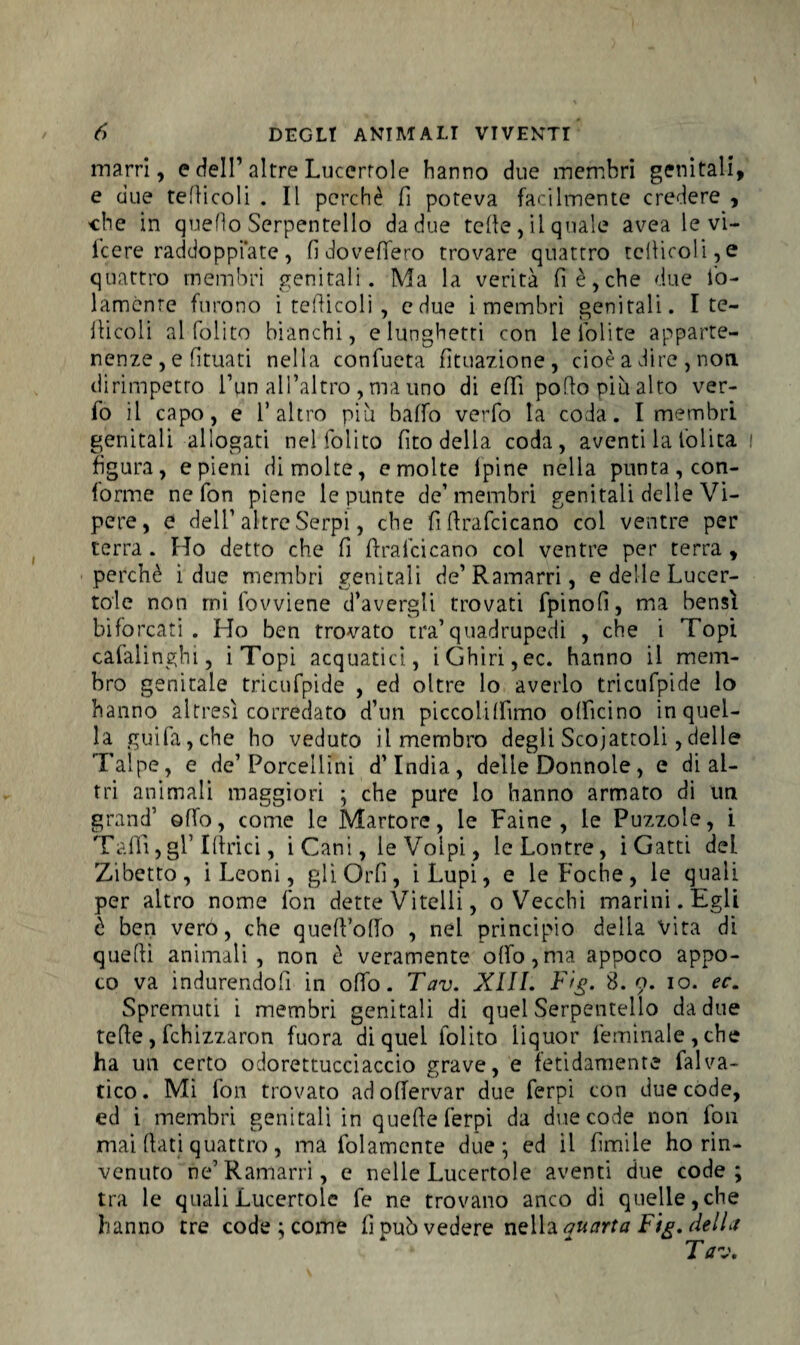 marri, e dell’«altre Lucertole hanno due membri genitali, e due tefìicoli . Il perchè fi poteva facilmente credere , che in quello Serpentello da due tette , il quale avea le vi- icere raddoppiate, fi dovettero trovare quattro tctticoli,e quattro membri genitali. Ma la verità fi è,che due fo- lamcnre furono i terticoli , e due i membri genitali. I te¬ tticeli al foli to bianchi, e lunghetti con le foli te apparte¬ nenze , e fituati nella confueta fituazione, cioè a dire , non. dirimpetto l’un all’altro , ma uno di etti porto più alto ver- fo il capo, e l’altro più batto verfo la coda. I membri genitali allogati nel foiito fito della coda, aventi la lolita : figura, e pieni di molte, e molte i pi ne nella punta, con¬ forme ne fon piene le punte de’membri genitali delle Vi¬ pere, e dell’altre Serpi, che fittrafcicano col ventre per terra . Ho detto che fi ftrafcicano col ventre per terra , perchè i due membri genitali de’Ramarri, e delle Lucer¬ tole non mi fovviene d’avergli trovati fpinofi, ma bensì biforcati . Ho ben trovato tra’quadrupedi , che i Topi cafalinghi, iTopi acquatici, i Ghiri, ec. hanno il mem¬ bro genitale tricufpide , ed oltre lo averlo tricufpide lo hanno altresì corredato d’un piccolittimo officino in quel¬ la guifa,che ho veduto il membro degli Scoiattoli,delle Talpe, e de’Porcellini d’india, delle Donnole, e di al¬ tri animali maggiori ; che pure lo hanno armato di un grand’ otto, come le Martore, le Faine, le Puzzole, i Tatti, gl’ Lirici, i Cani, le Volpi, le Lontre, i Gatti del Zibetto, i Leoni, gli Orli, iLupi, e le Foche, le quali per altro nome fon dette Vitelli, o Vecchi marini. Egli è ben vero, che quett’otto , nel principio della Vita di quelli animali, non è veramente otto,ma appoco appo¬ co va indurendoli in otto. Tav. XIII. Fig. 8.9. io. ec. Spremuti i membri genitali di quel Serpentello da due tette , fchizzaron fuora di quel foiito liquor feminale,che ha un certo odorettucciaccio grave, e fetidamente fana¬ tico . Mi fon trovato ad ottervar due ferpi con due code, ed i membri genitali in quelle ferpi da due code non fon mai flati quattro, ma fittamente due; ed il limile ho rin¬ venuto ne’Ramarri, e nelle Lucertole aventi due code; tra le quali Lucertole fe ne trovano anco di quelle,che hanno tre code ; come fi può vedere nella au art a F te. della Tav.